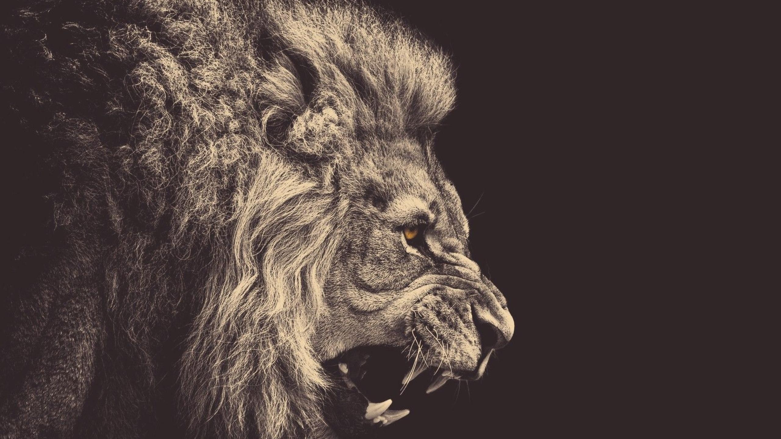Leone, Ruggito, Illustrazione, Seppia, 2K, sfondo desktop