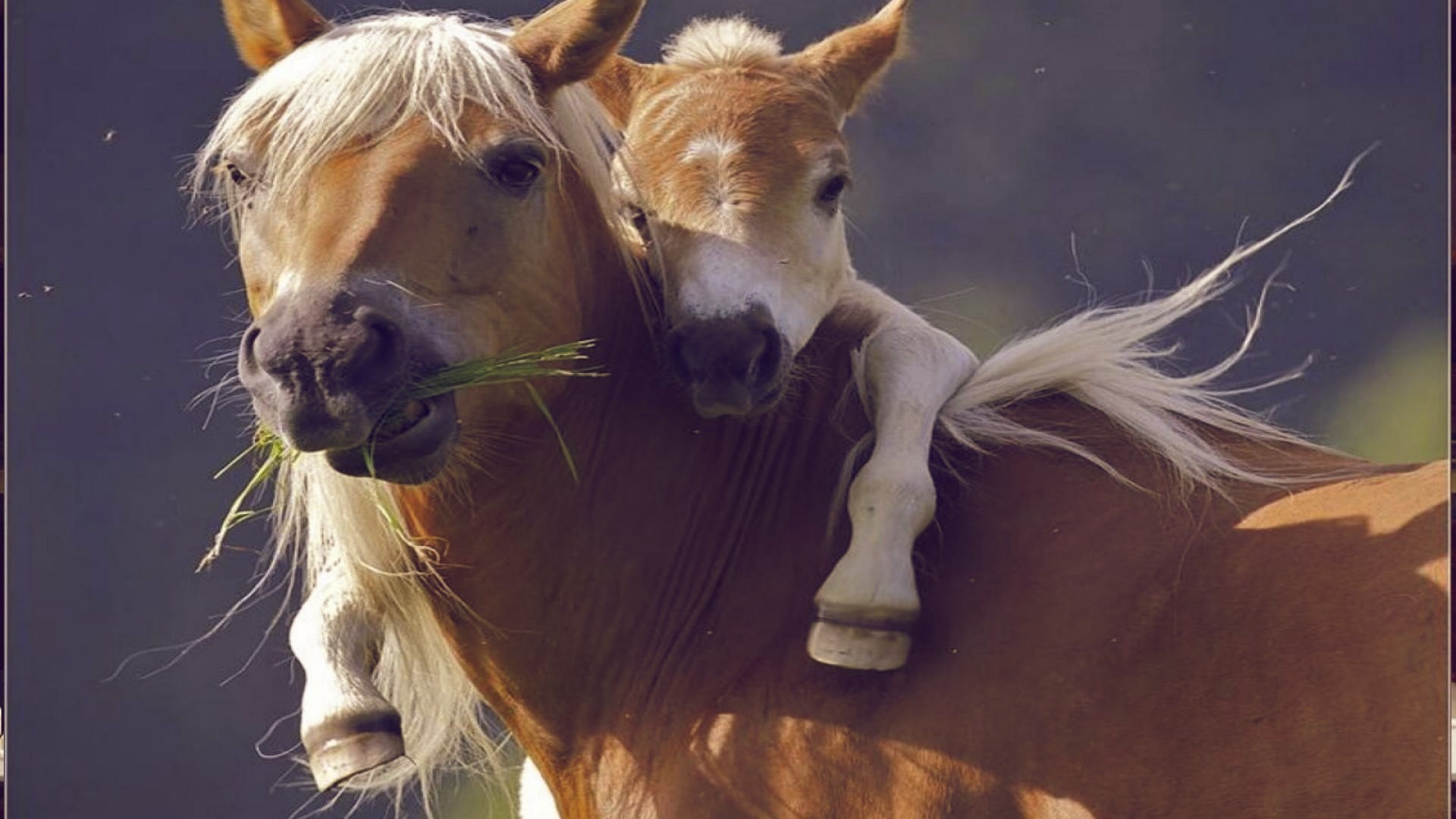 Pony, Avelignese, Abbraccio, Puledro, Full HD, sfondo desktop