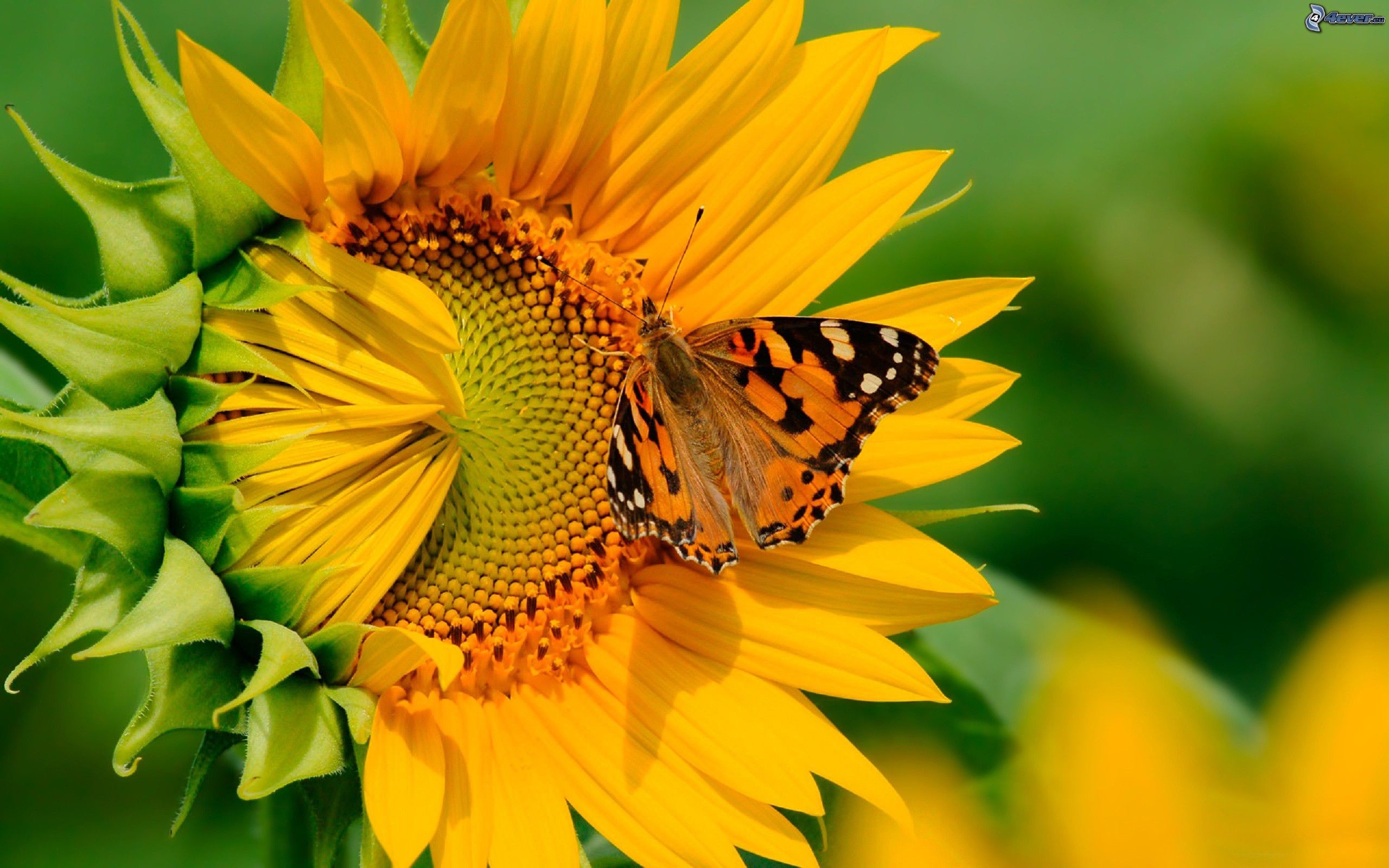 Vanessa del cardo, Farfalla, Girasole, Macro, 2560x1600, sfondo MacBook Pro