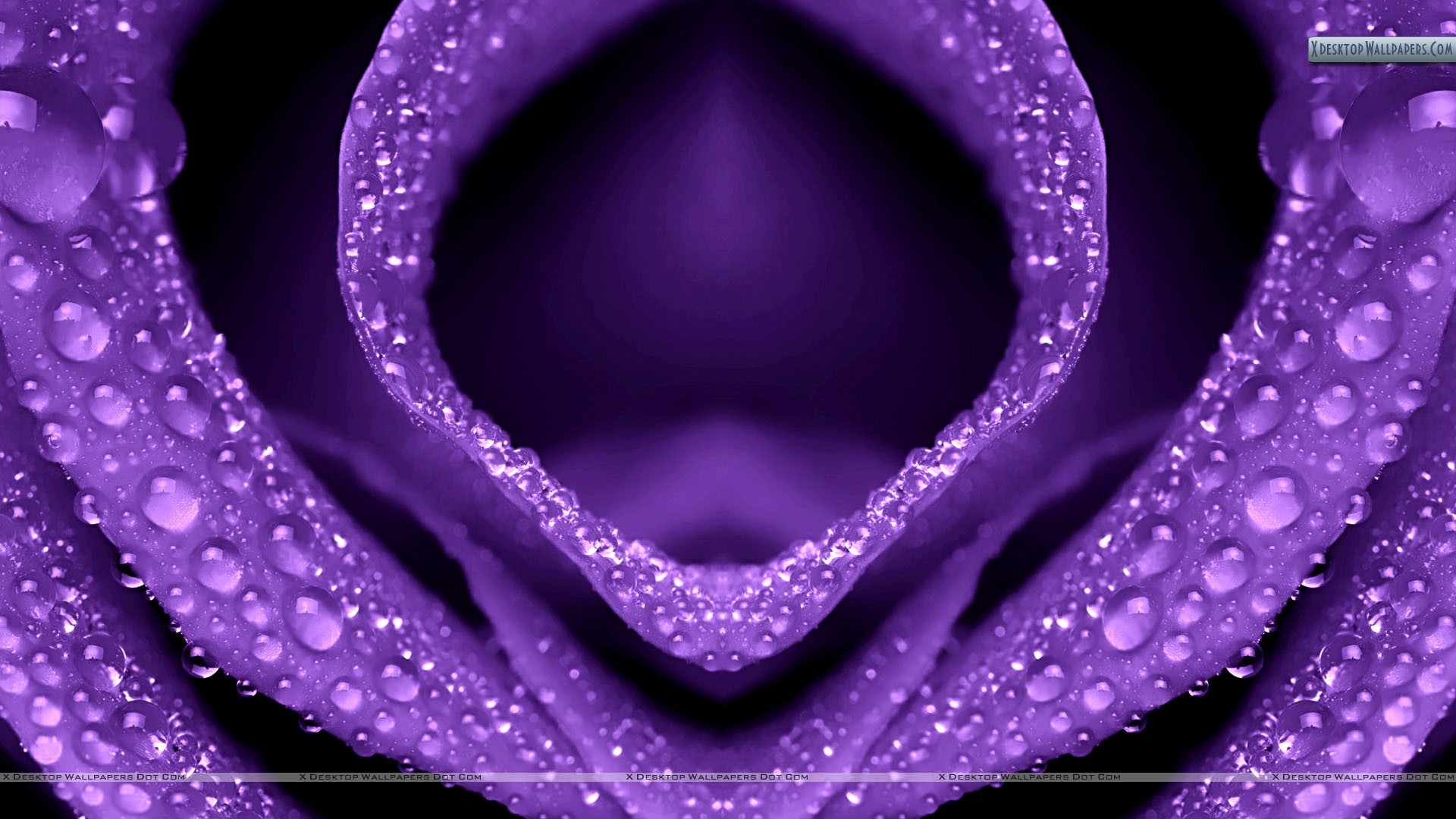 Gocce d'acqua, Petalo, Macro, Viola, 1920x1080, immagine di sfondo
