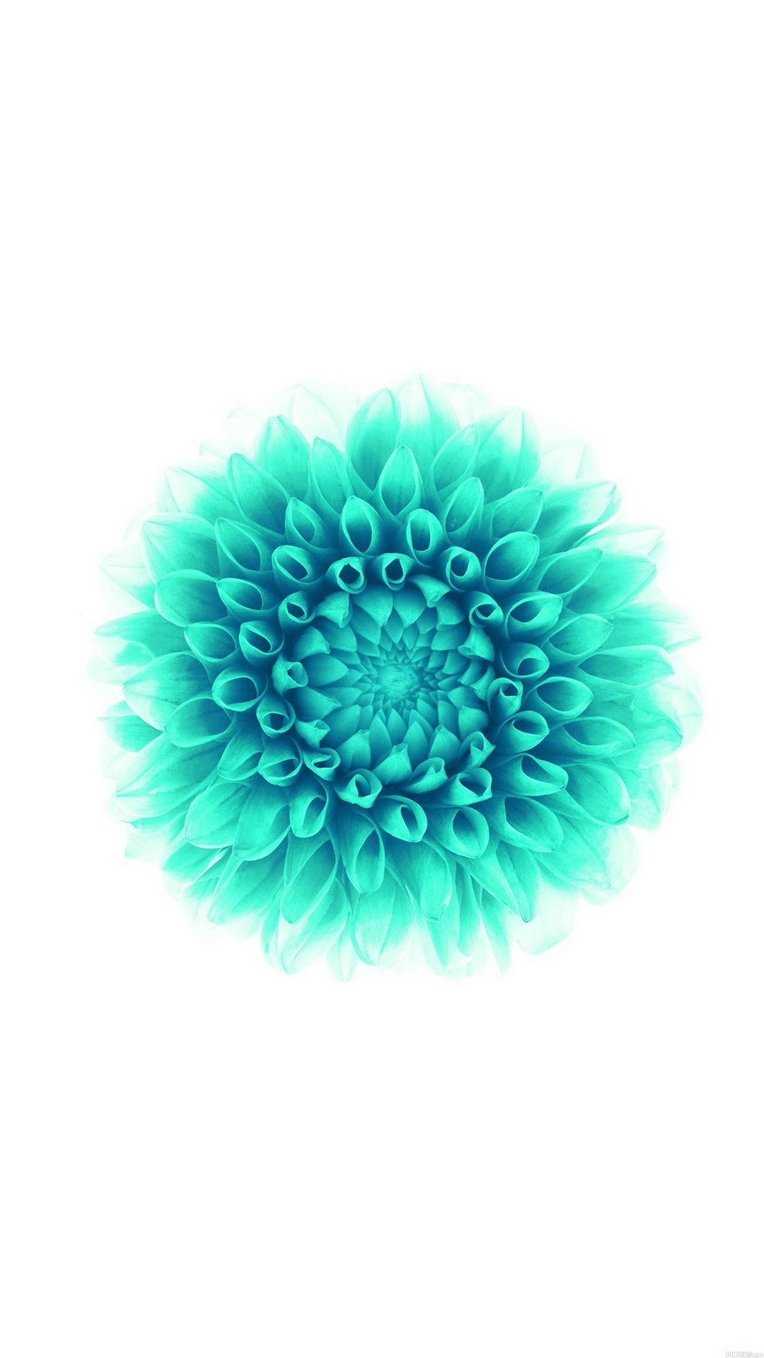 iOS 8, Apple, Fiore turchese, Dalia, Sfondo bianco, 1080x1920, schermata di blocco iPhone