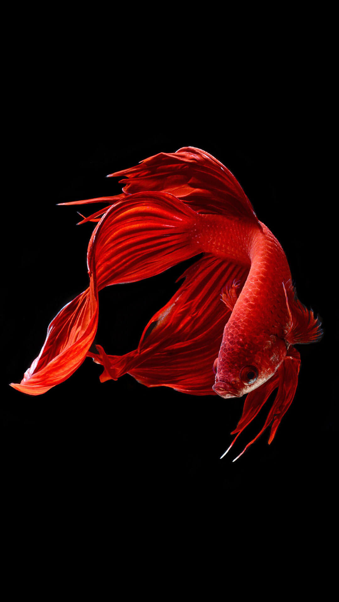 Pesce combattente, Betta, Rosso, Sfondo nero, schermata di blocco iPhone