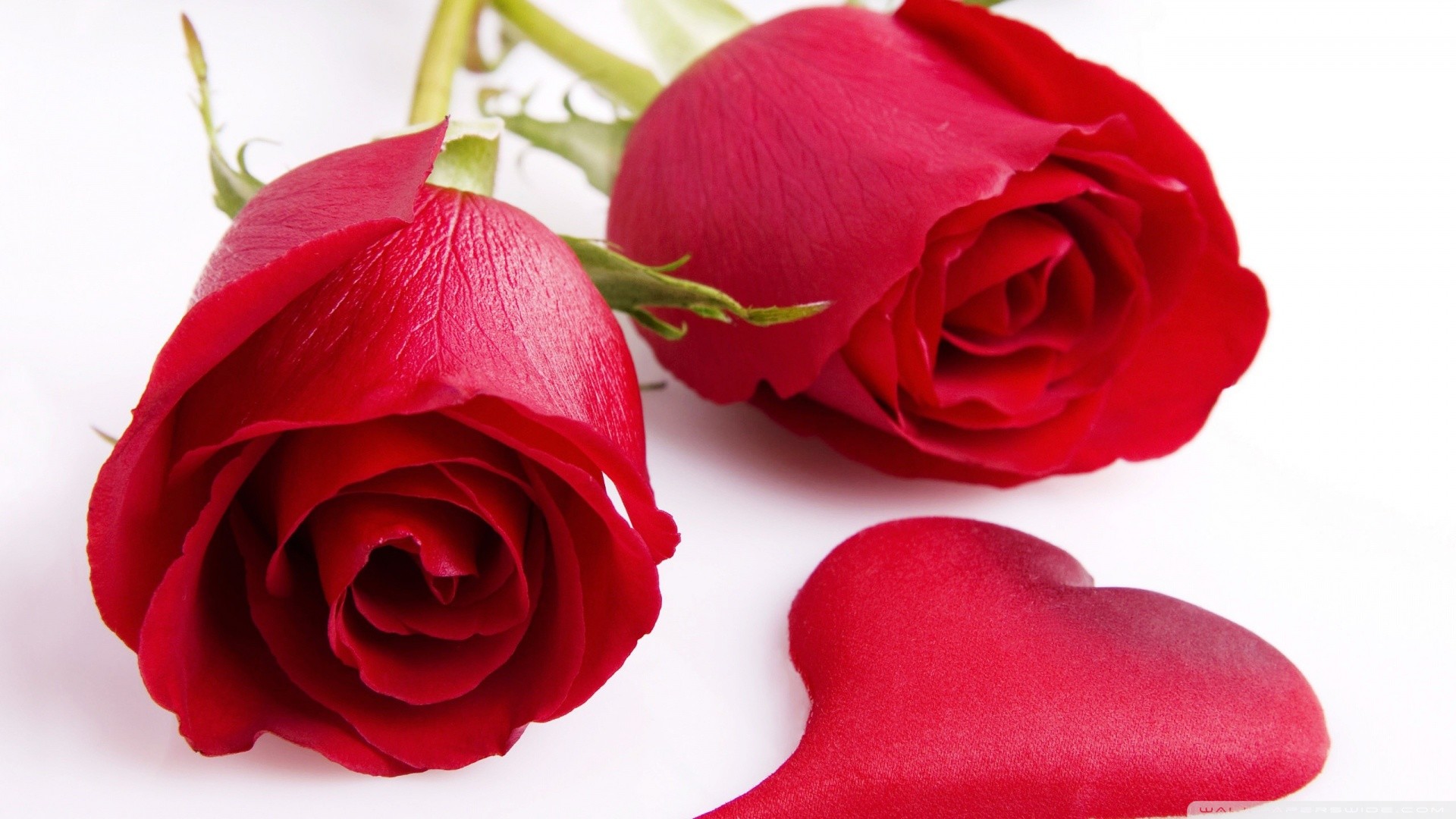 Rose rosse, Cuore, San Valentino, Sfondo bianco, Full HD, wallpaper per portatile