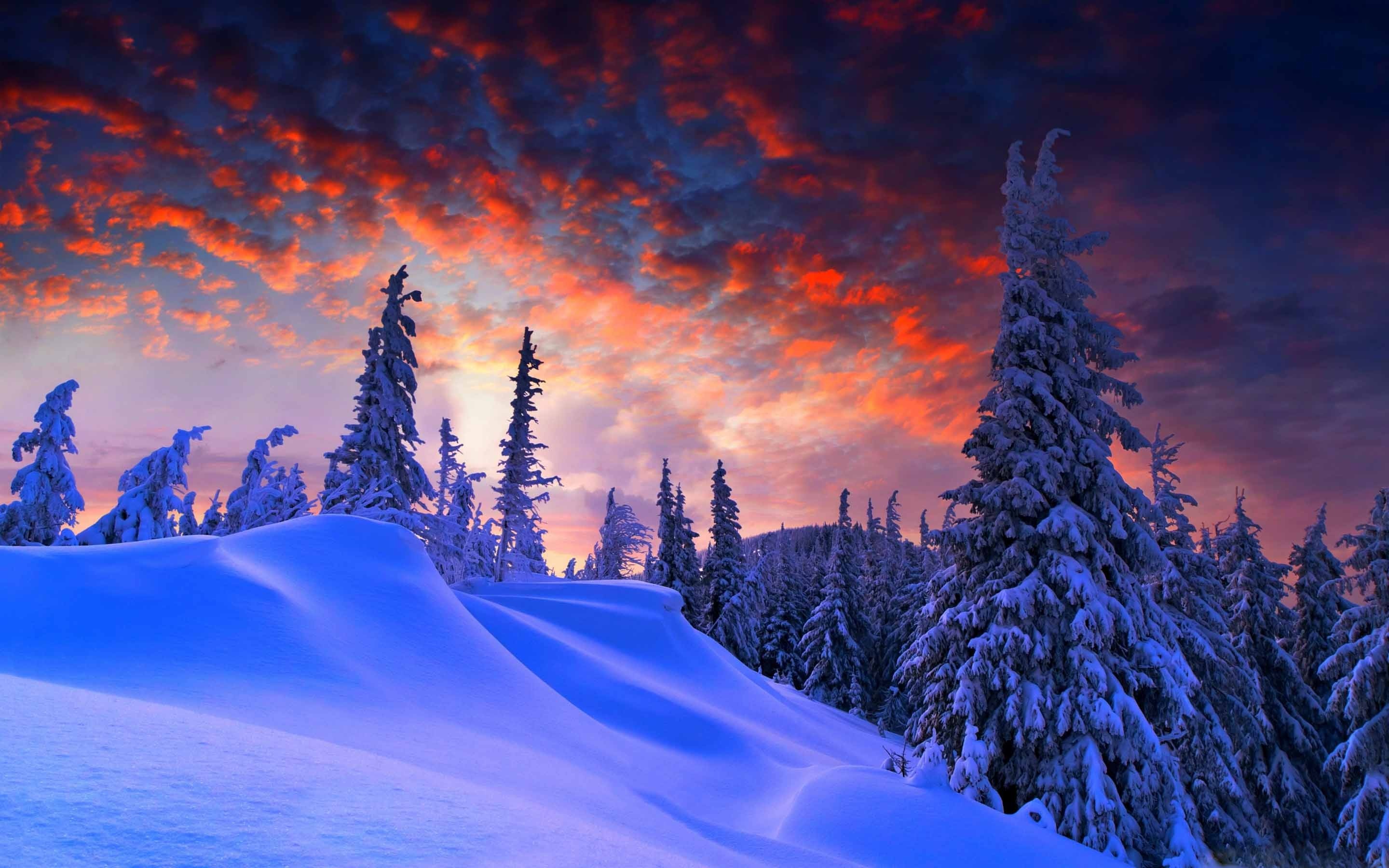 Bosco innevato, Abeti, Inverno, Tramonto, 2K, immagine di sfondo MacBook