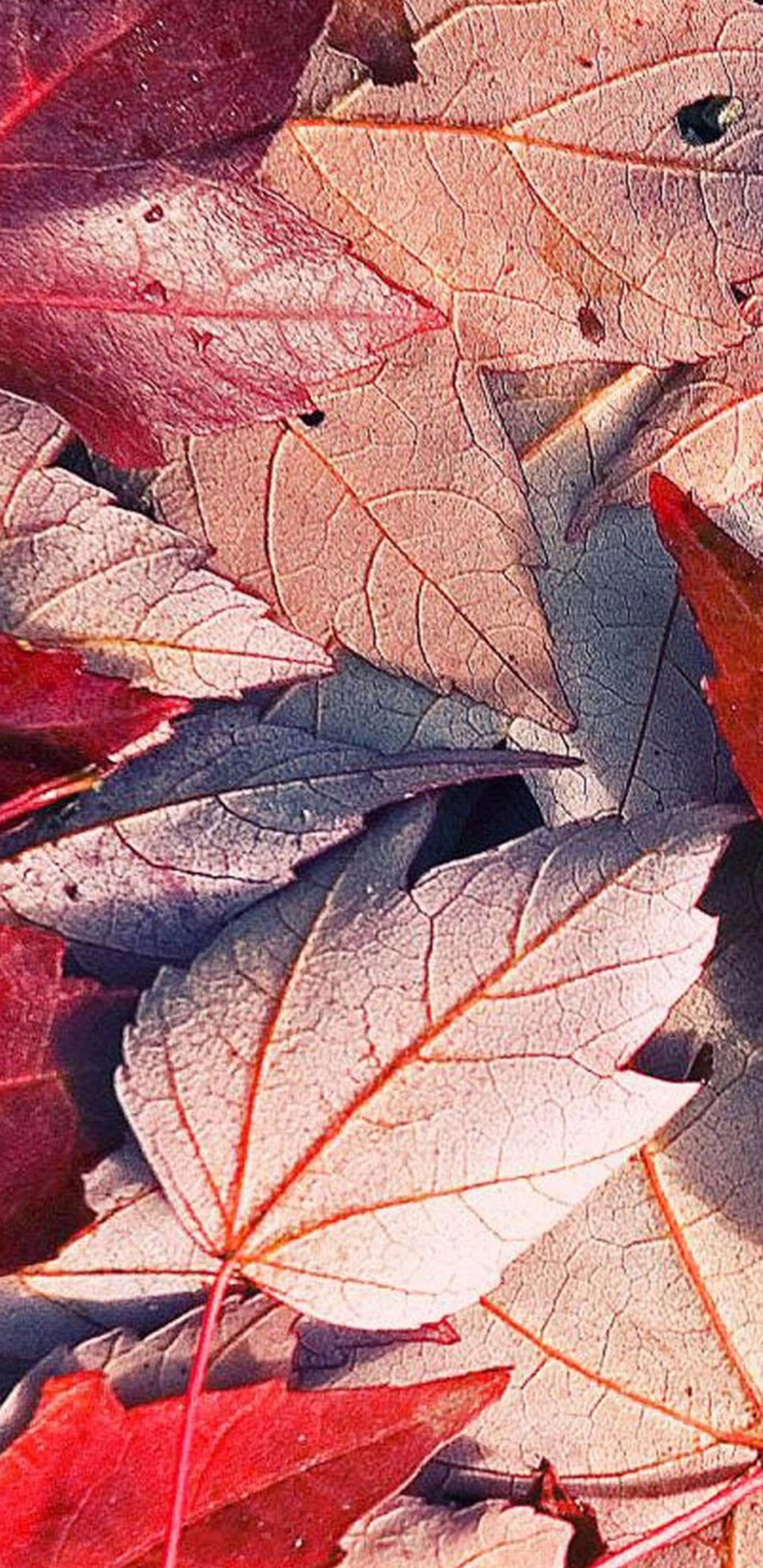 Foglie d'acero, Foglie secche, Autunno, Rosso, sfondo Samsung S8 Full HD