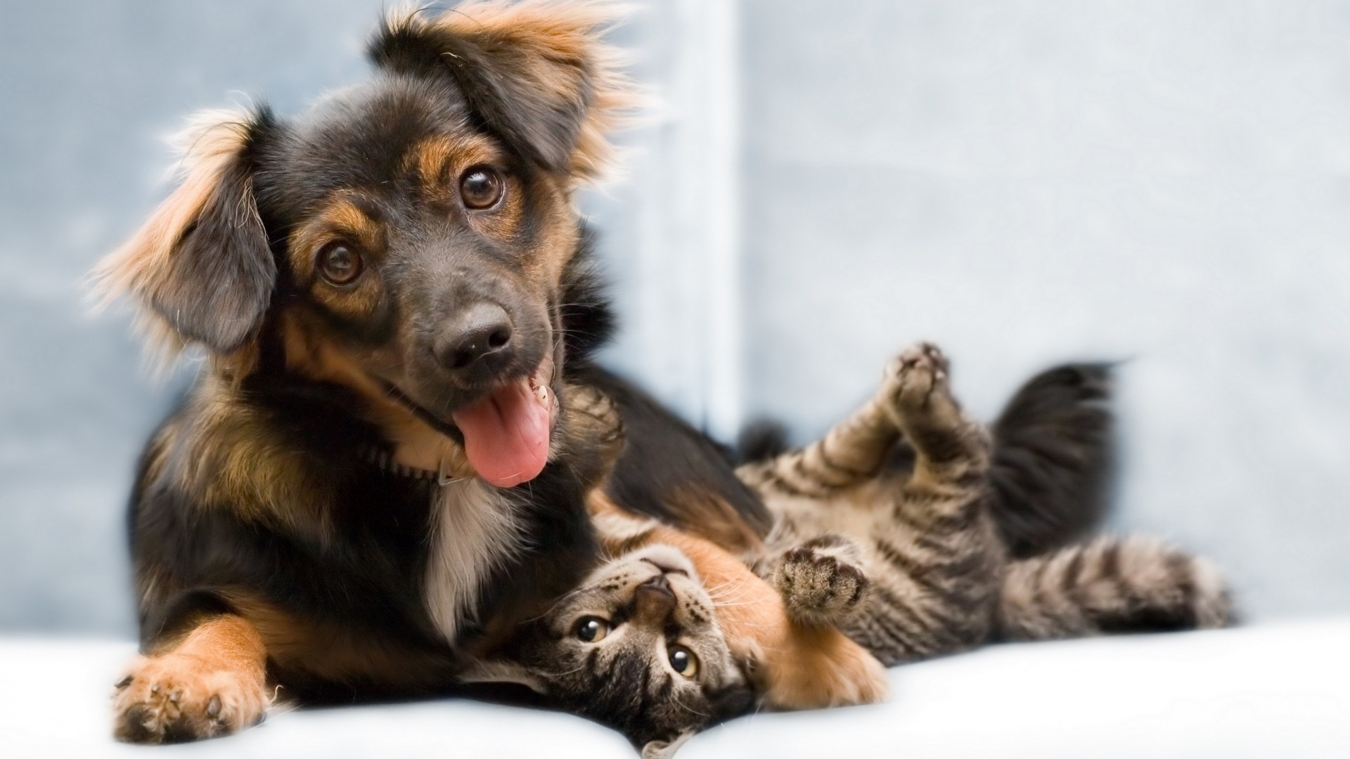 Cane, Gatto, Amicizia tra animali, Gioco, 16:9 Full HD, sfondo widescreen