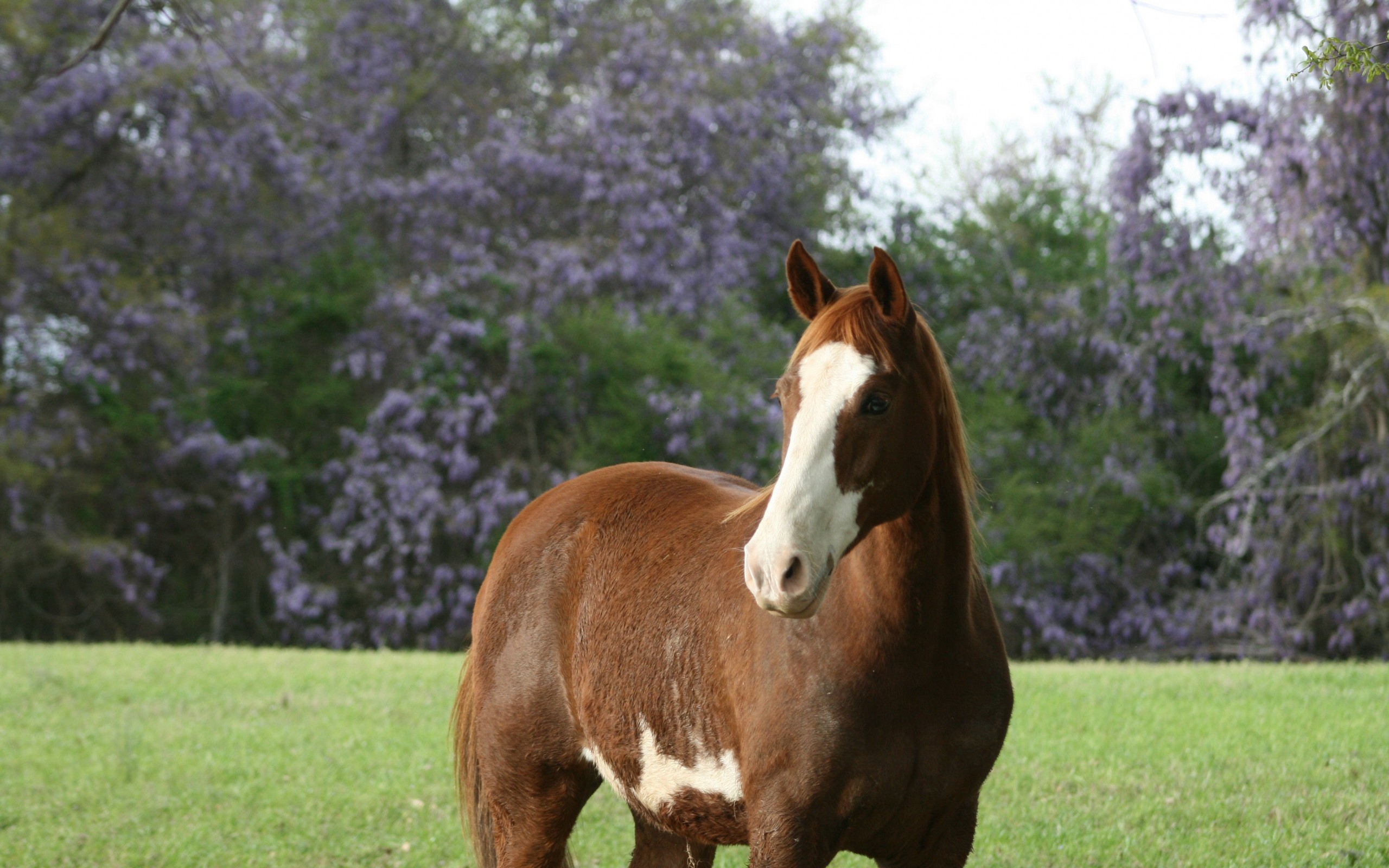 Cavallo sauro, Lista bianca, Glicine, 2K, wallpaper desktop