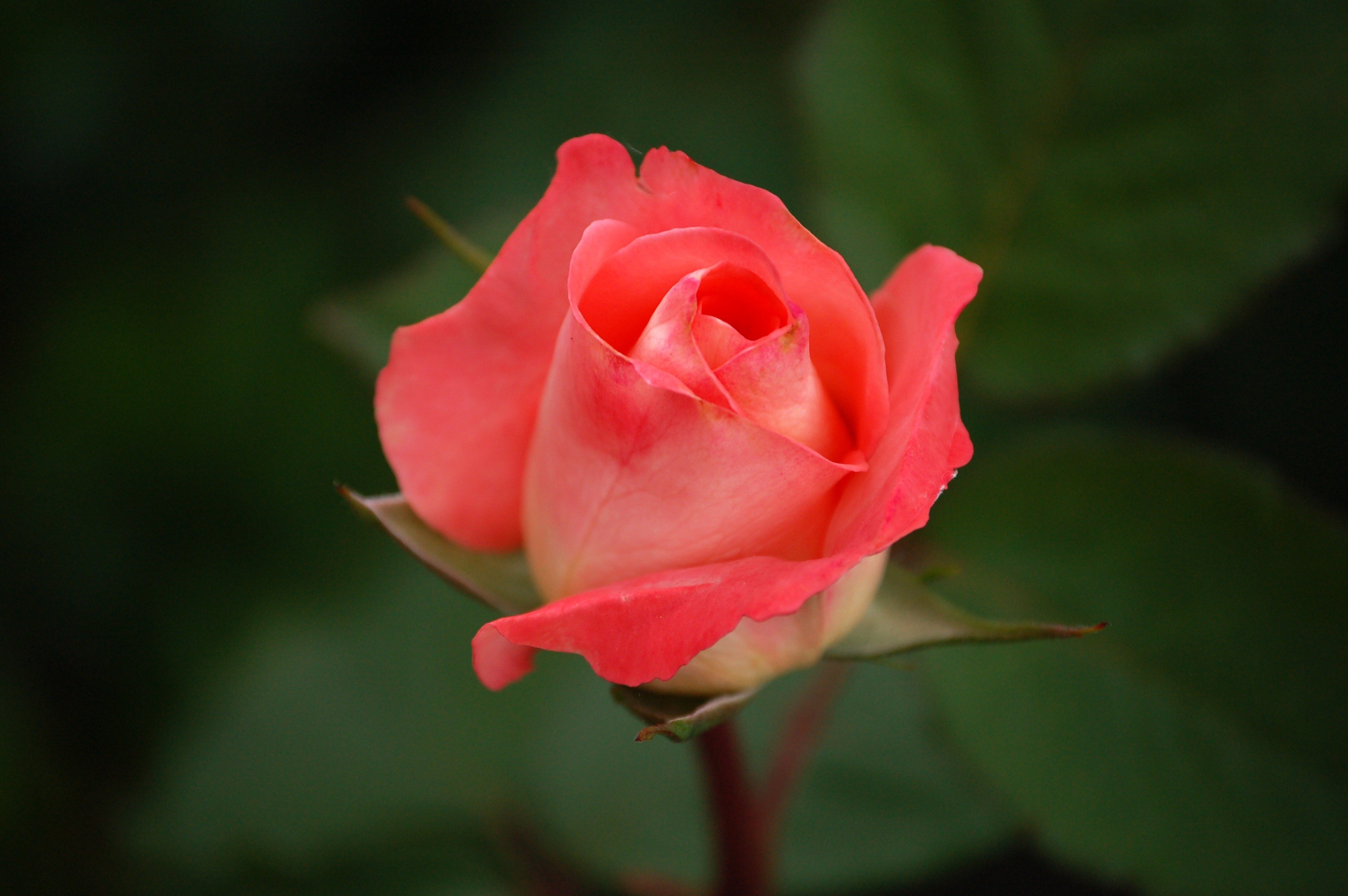 Rosa corallo, Bocciolo, Sfondo verde scuro, 2K, wallpaper per computer