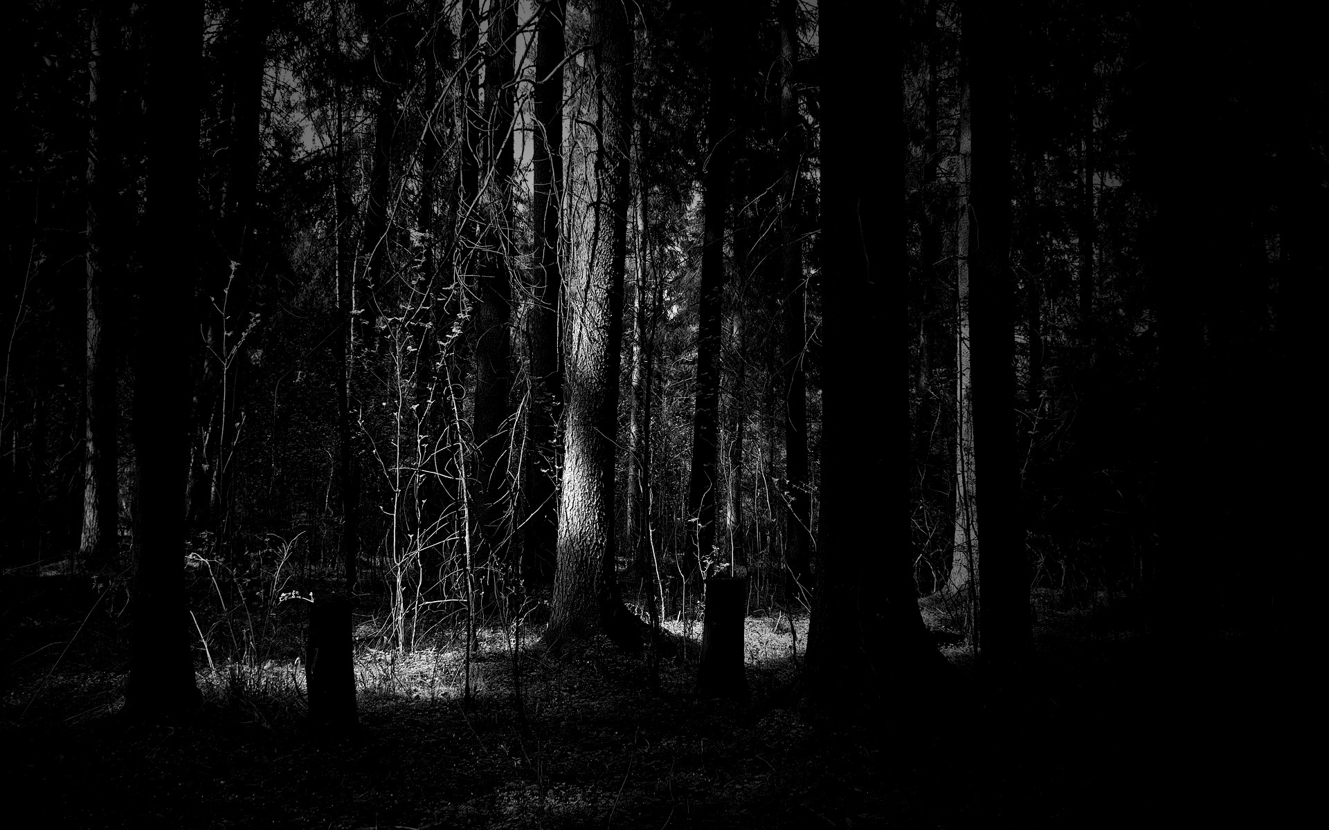 Foresta oscura, Bianco e nero, Tronchi, Full HD, sfondo desktop