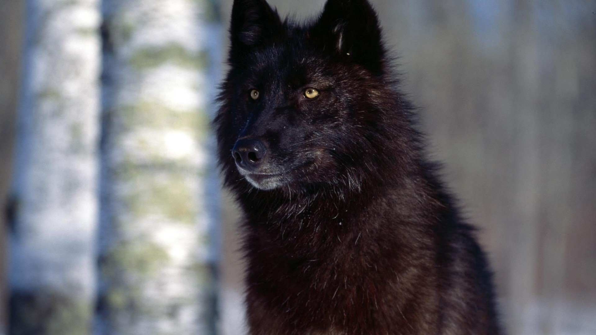 Lupo nero, Betulle, Foresta, Full HD, sfondo per PC
