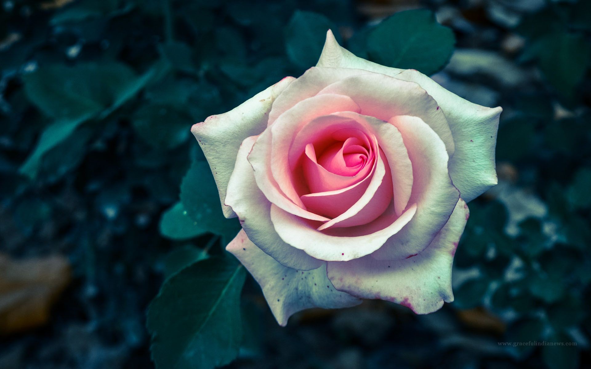 Rosa bianca e rosa, Foglie scure, Fiore, 1920x1200, immagine di sfondo