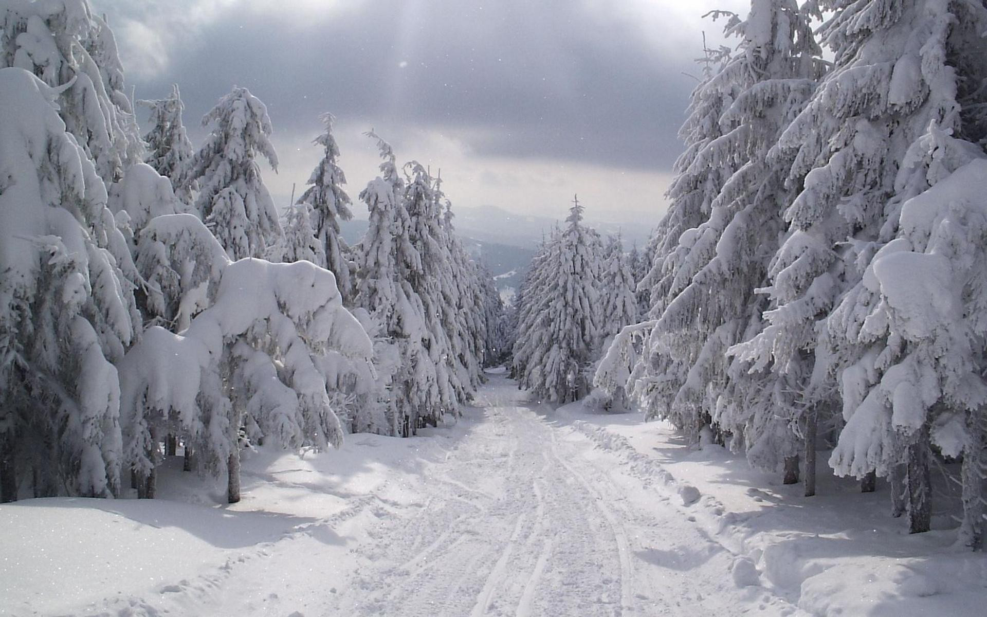 Foresta innevata, Sentiero, Abeti, Inverno, 1920x1200, sfondo MacBook Pro