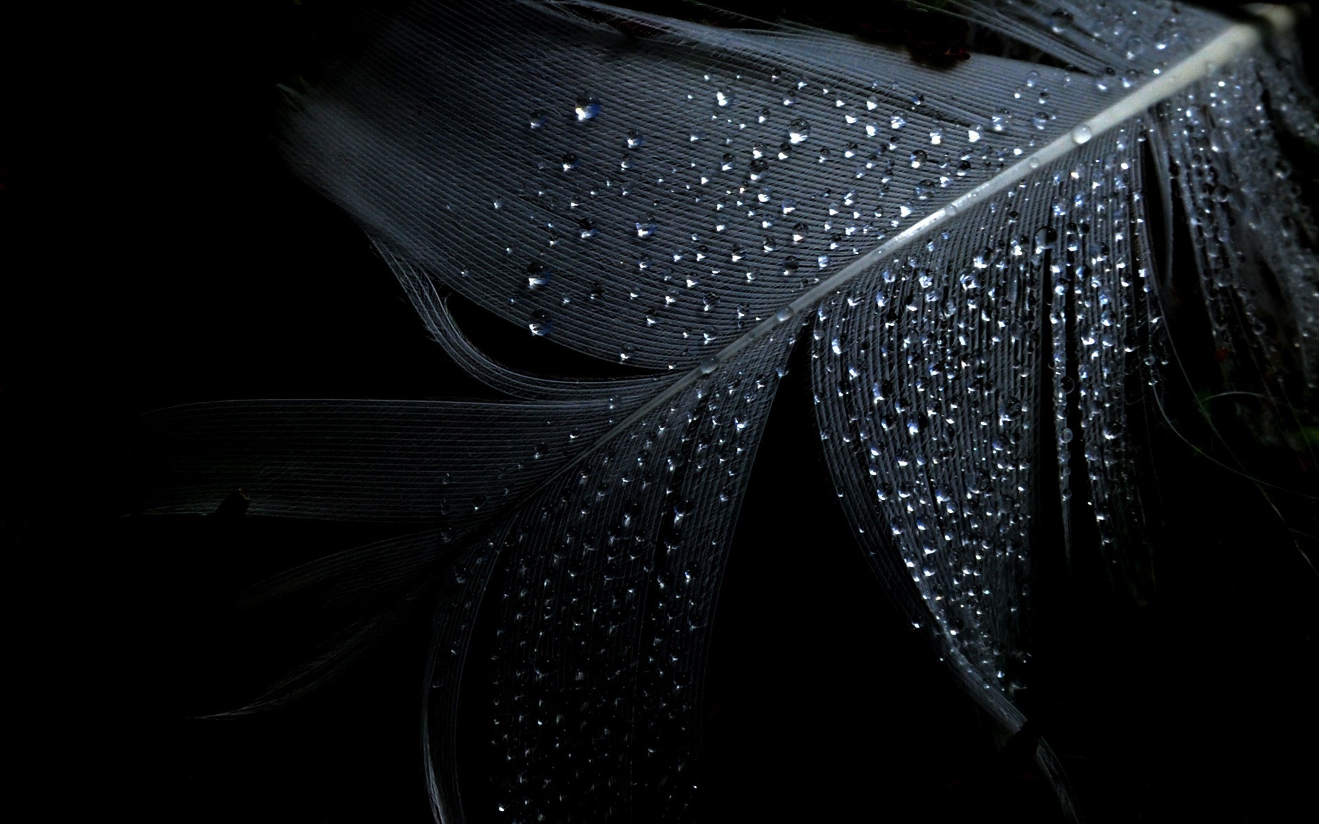 Piuma, Gocce d'acqua, Primo piano, Macro, 1920x1200, immagine di sfondo