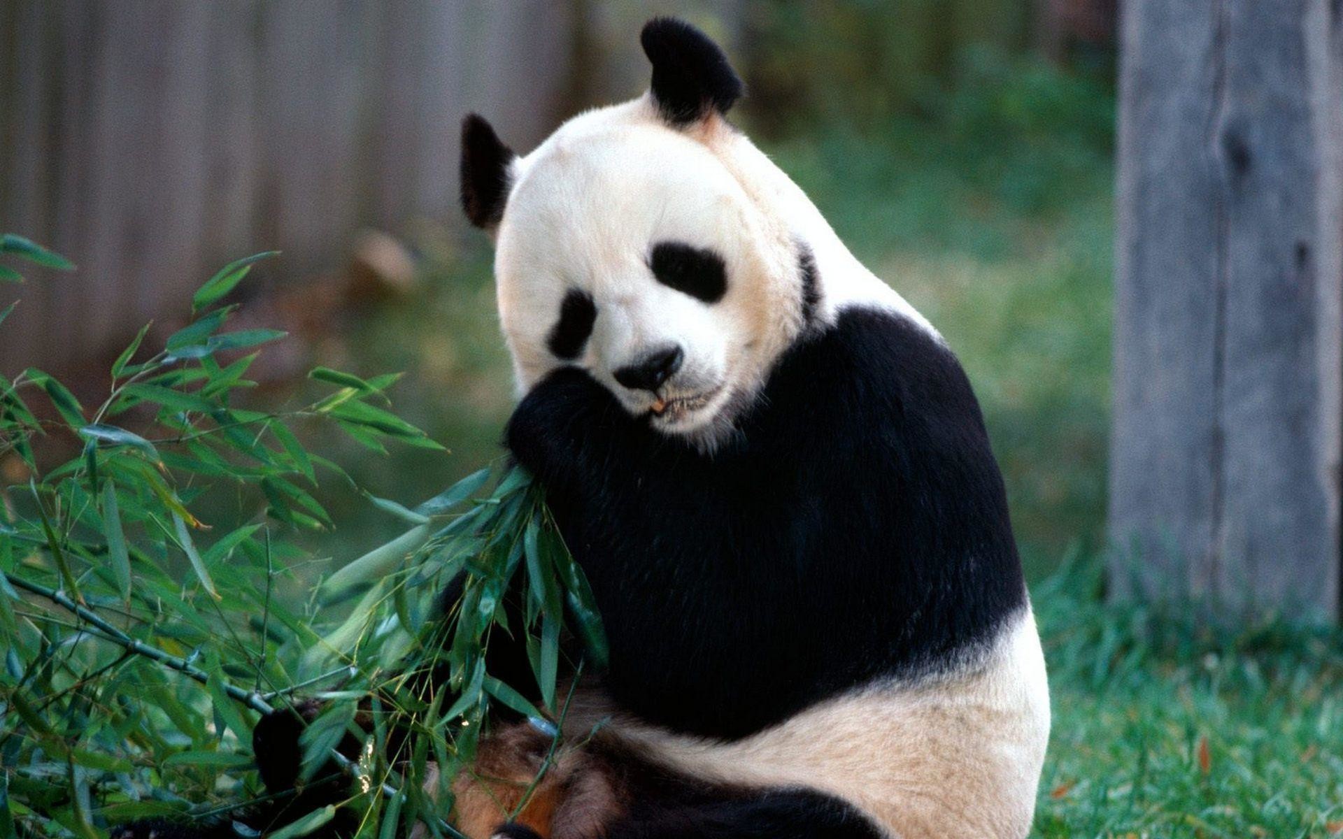 Panda gigante, Bambù, Mangiare, 16:10 Full HD, sfondo widescreen