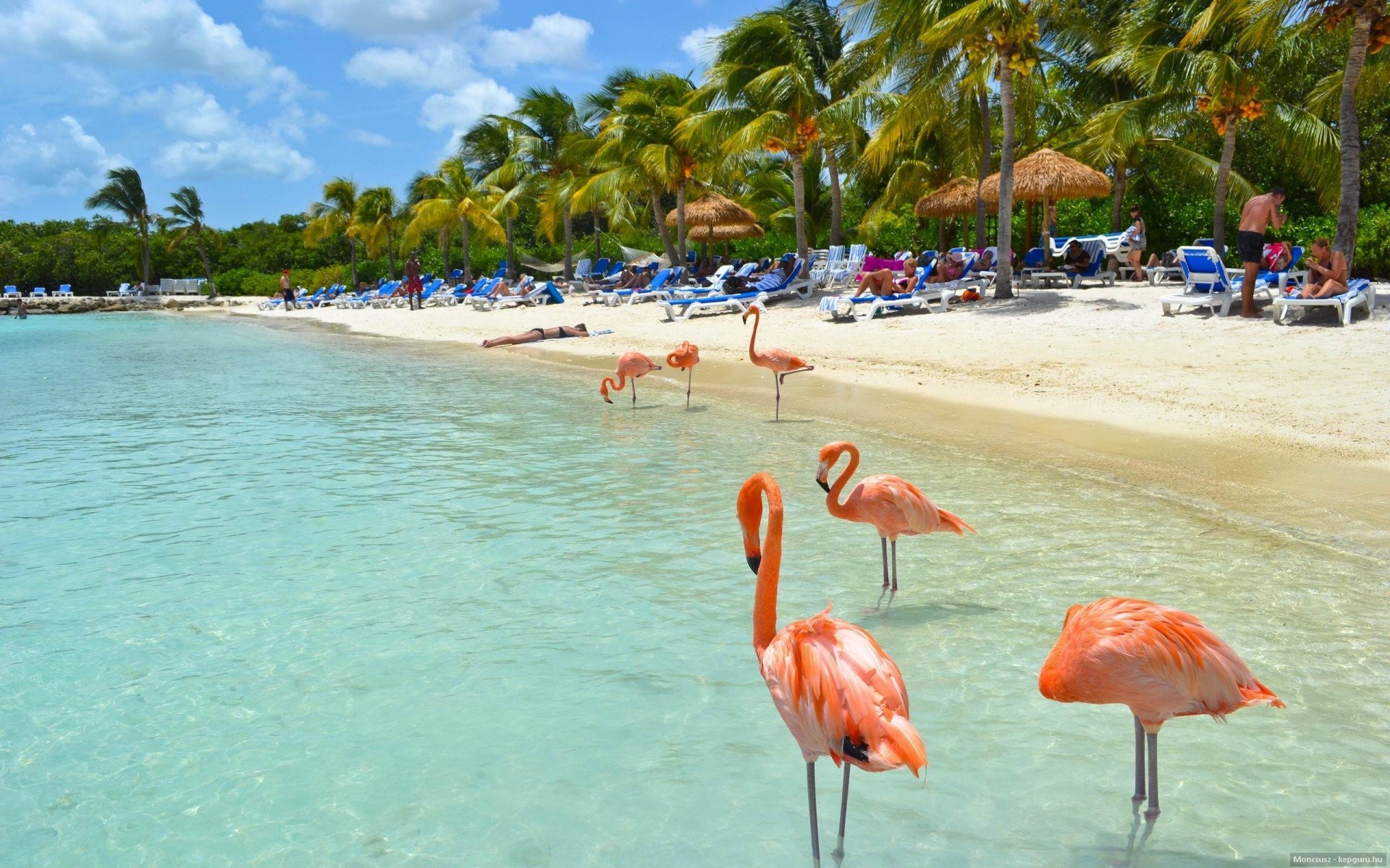 Fenicotteri, Spiaggia tropicale, Palme, Acqua turchese, Full HD, sfondo per PC