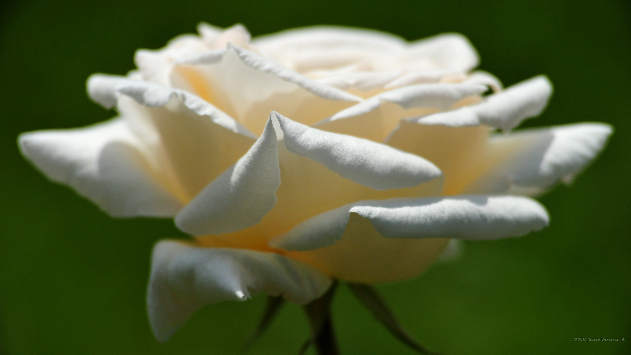 Rosa bianca, Fiore, Sfondo verde, 2K, wallpaper per PC