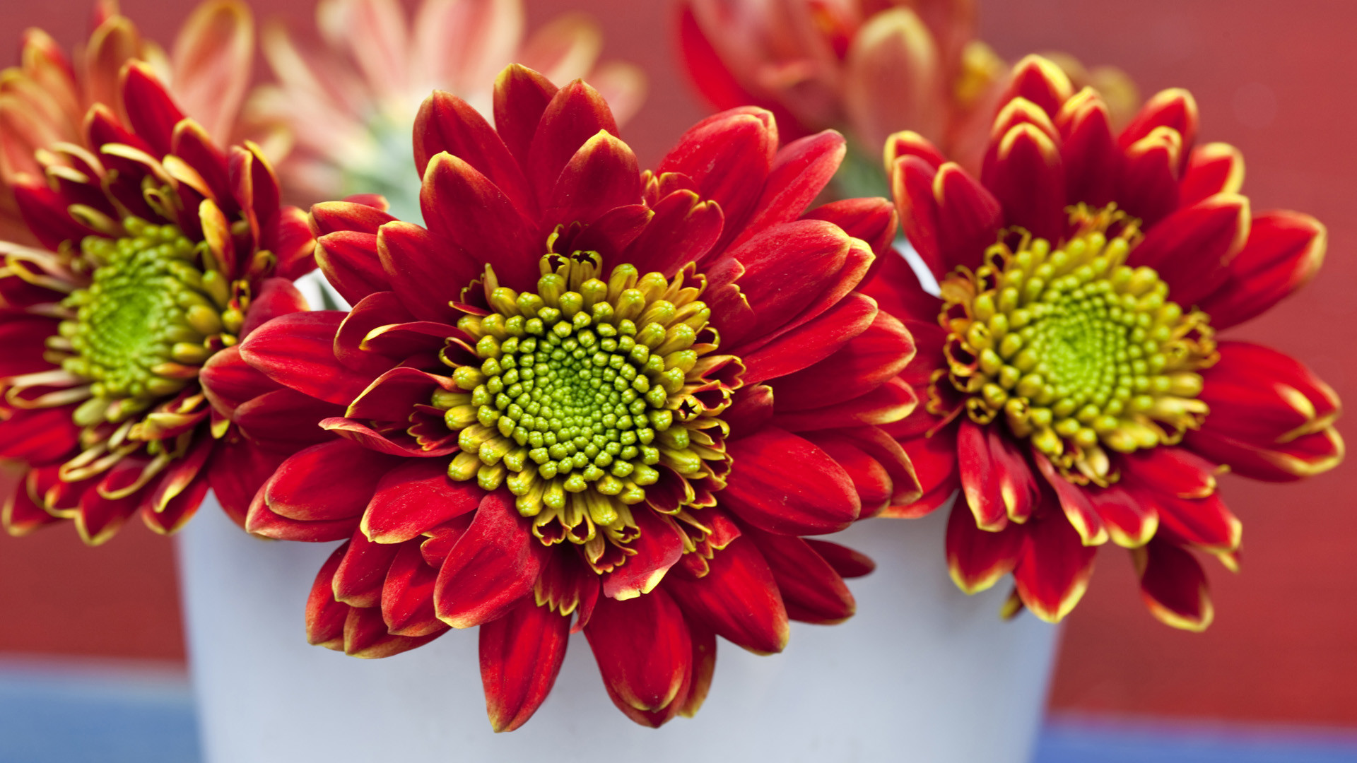 Crisantemi rossi, Vaso, Primo piano, 16:9 Full HD, sfondo widescreen