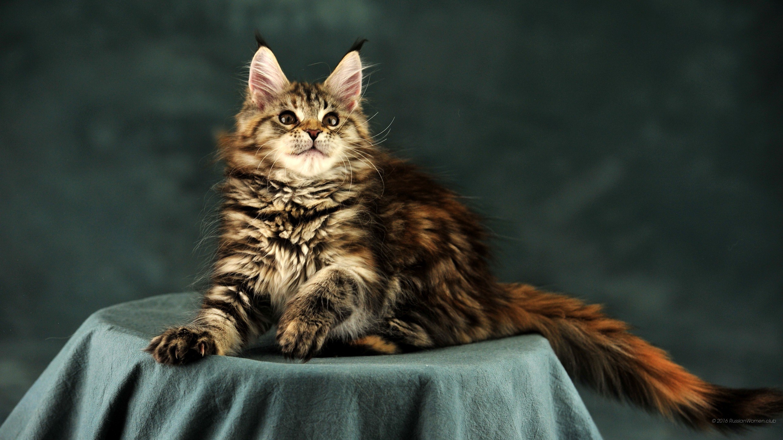 Gattino, Maine Coon, Ritratto, 2560x1440, sfondo per PC