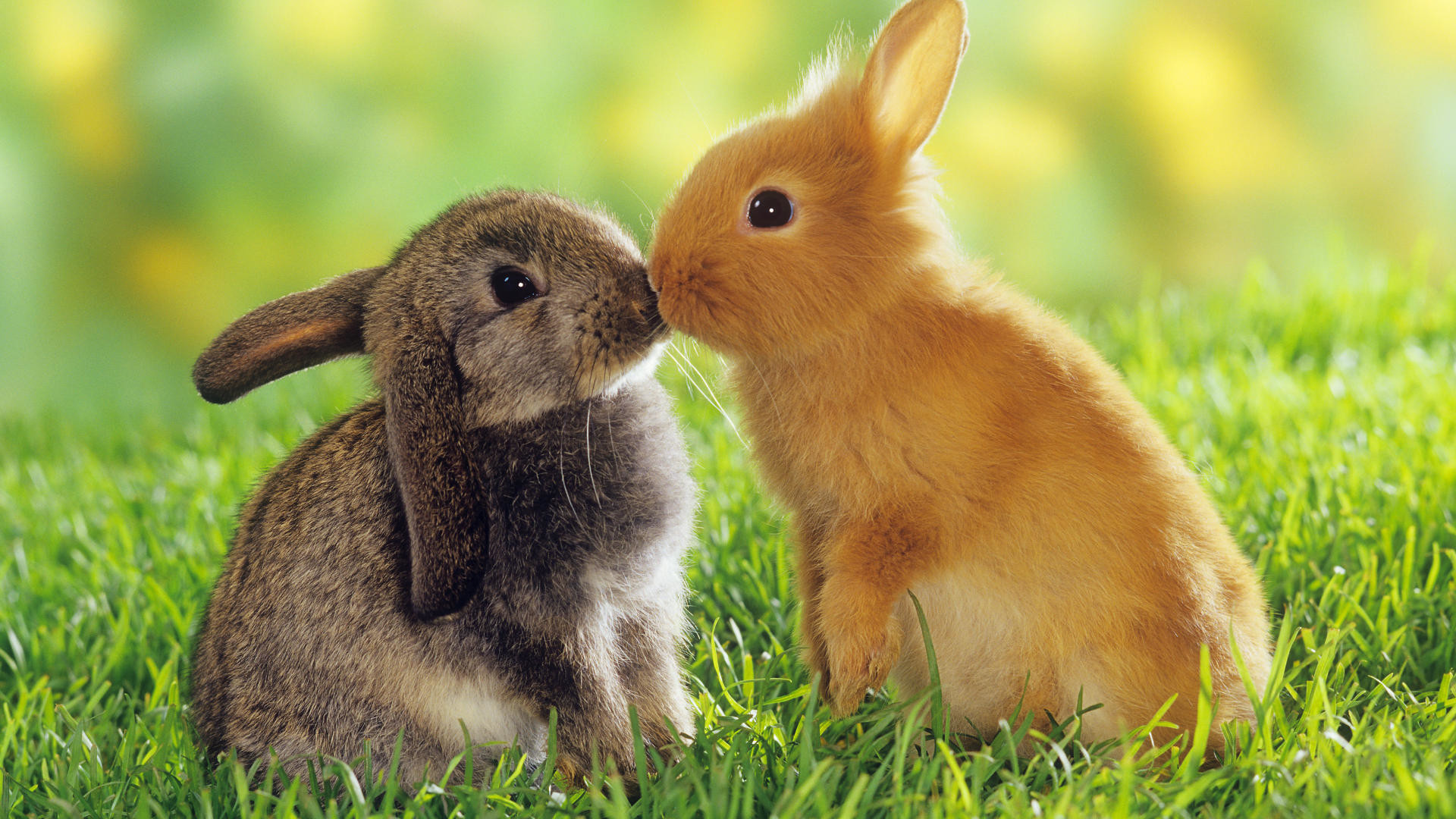 Coniglietti, Bacio, Prato, Primavera, Pasqua, Full HD, sfondo per PC
