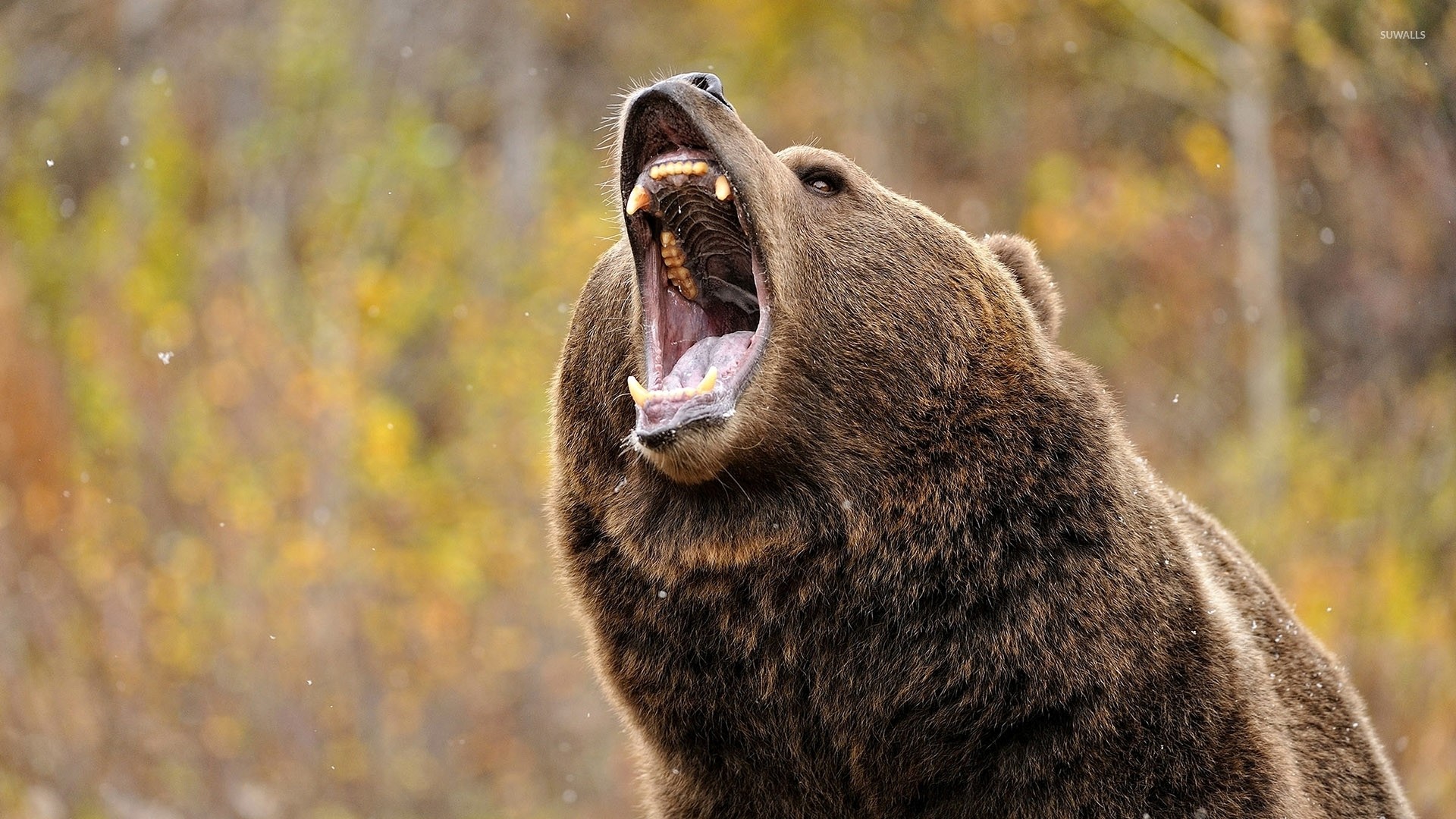 Orso bruno, Ruggito, Zanne, Autunno, 1920x1080, sfondo per PC