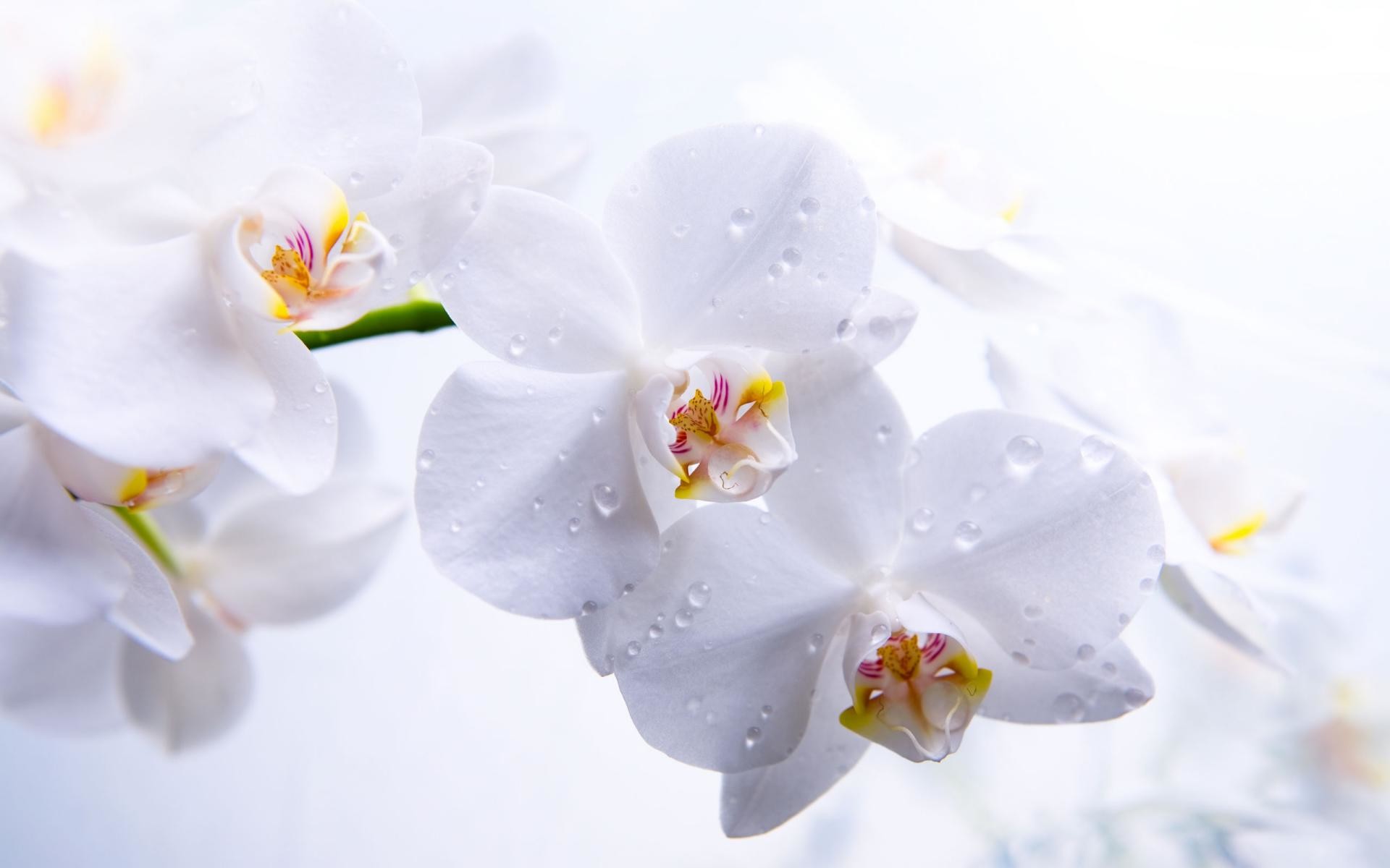 Orchidee bianche, Fiori, Gocce d'acqua, Sfondo bianco, Primo piano, wallpaper per desktop