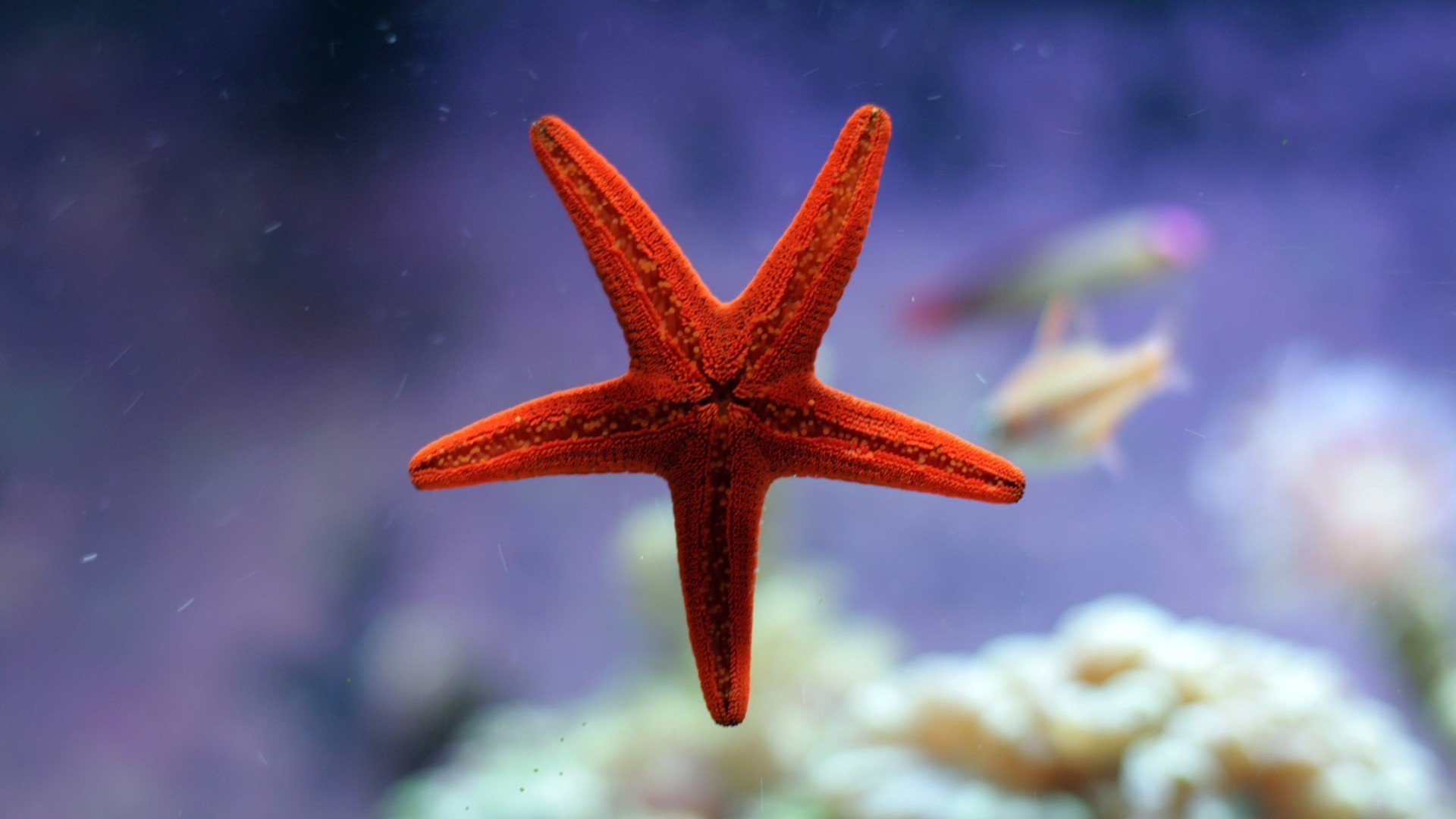 Stella marina, Fondale marino, Corallo, Pesci, Rosso, Full HD, sfondo per portatile