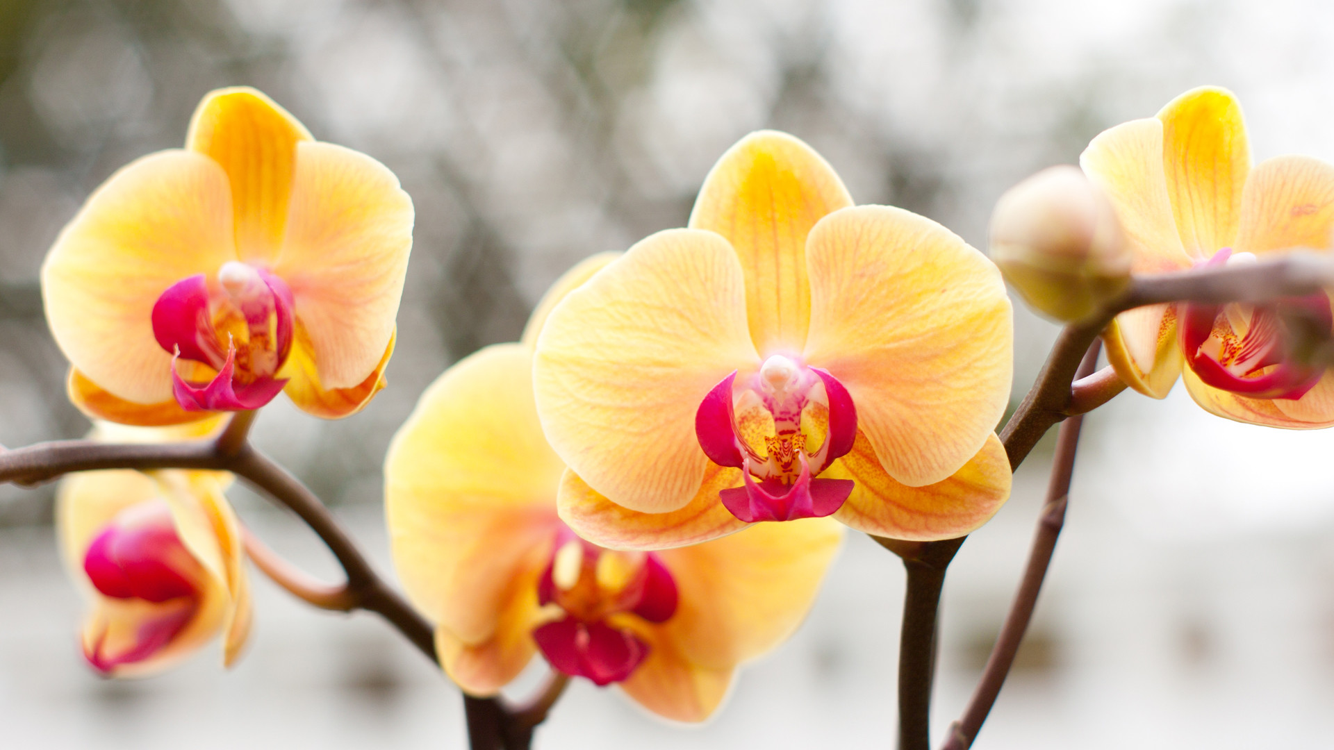 Orchidee, Phalaenopsis, Fiori gialli, 1920x1080, sfondo per PC