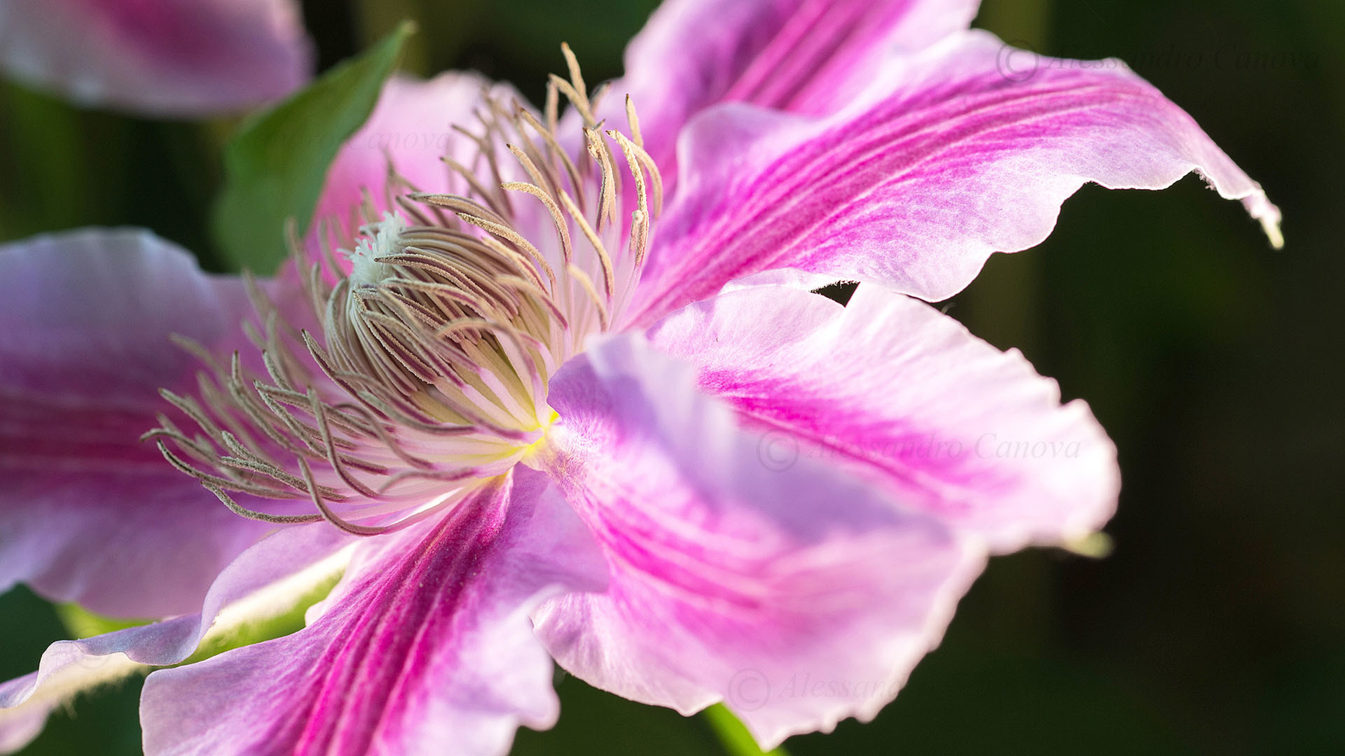 Clematide, Fiore rosa, Macro, sfondo per desktop