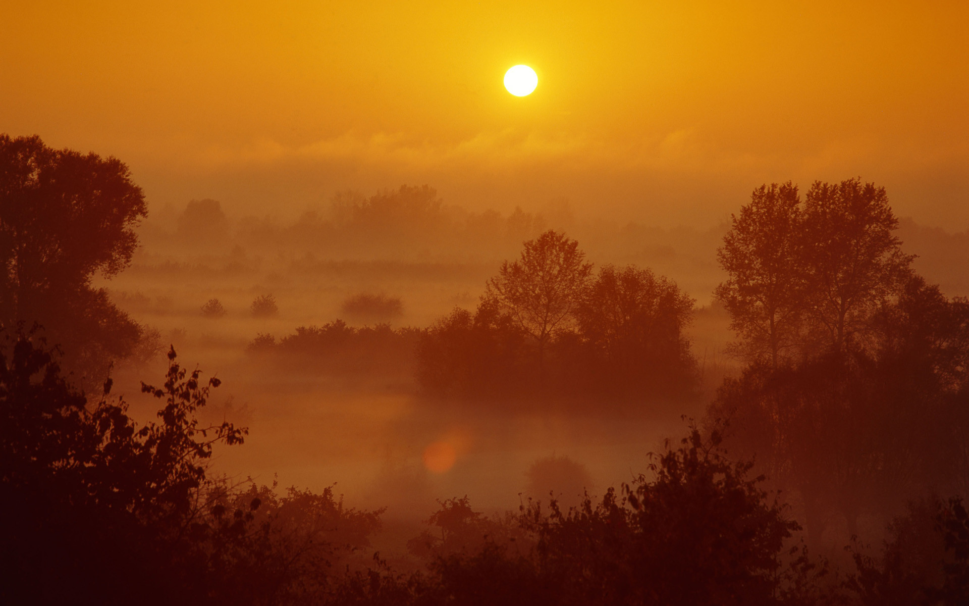 Alba, Nebbia, Alberi, Arancione, wallpaper Windows 7