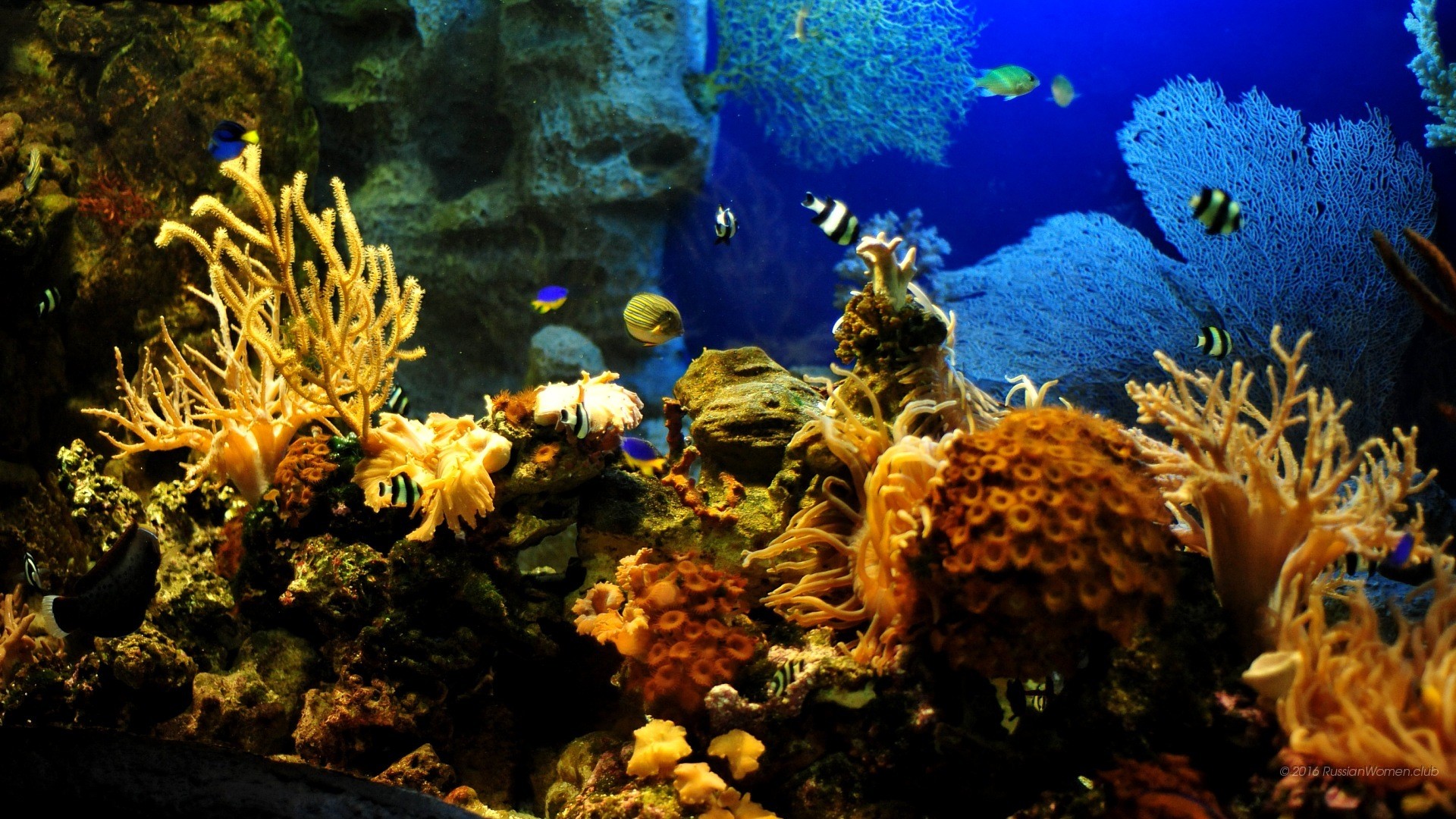 Barriera corallina, Pesci tropicali, Subacqueo, sfondo desktop