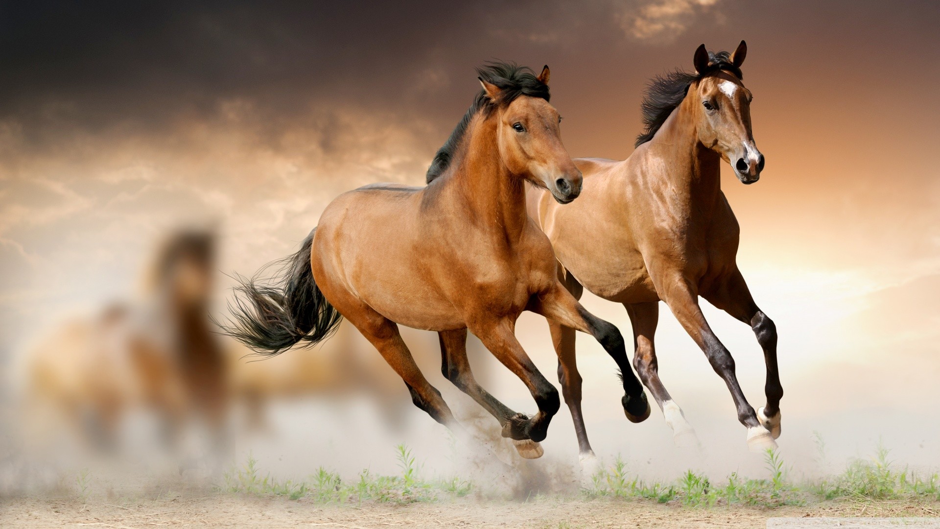 Cavalli baio, Galoppo, Polvere, Tramonto, 16:9 Full HD, sfondo widescreen