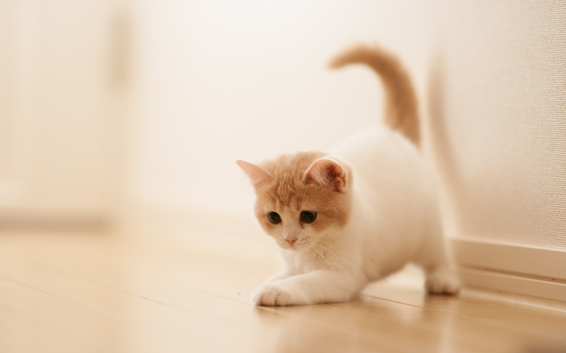 Gattino, Gatto, Kawaii, Full HD, sfondo per portatile