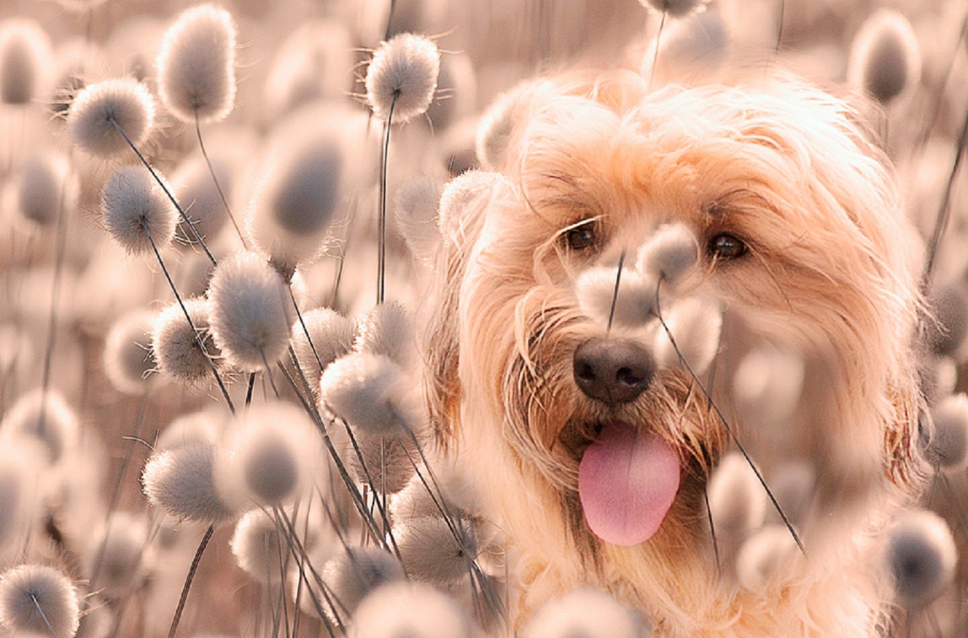 Cane, Lingua, Piante secche, Full HD, sfondo per portatile