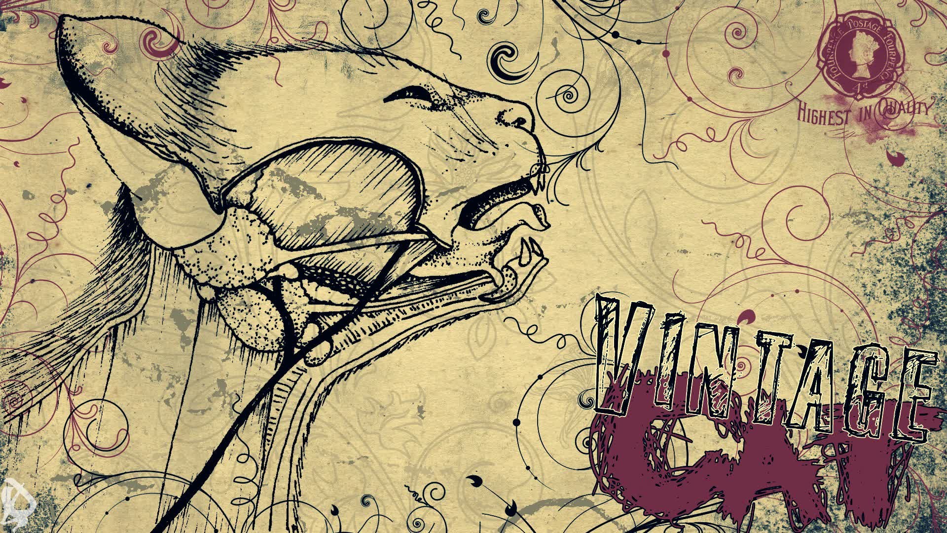Gatto, Illustrazione, Scritta Vintage Cat, Ornamenti, Full HD, sfondo per portatile