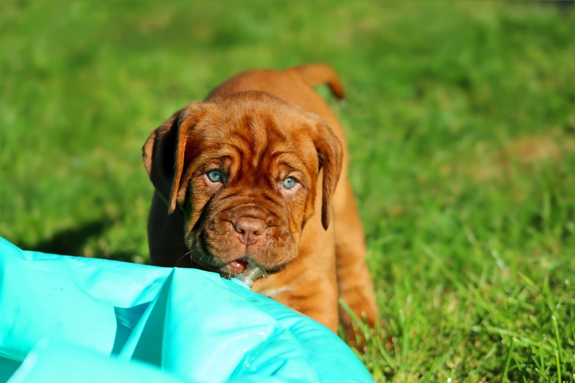 Dogue de Bordeaux, Cucciolo, Prato, Full HD, sfondo desktop
