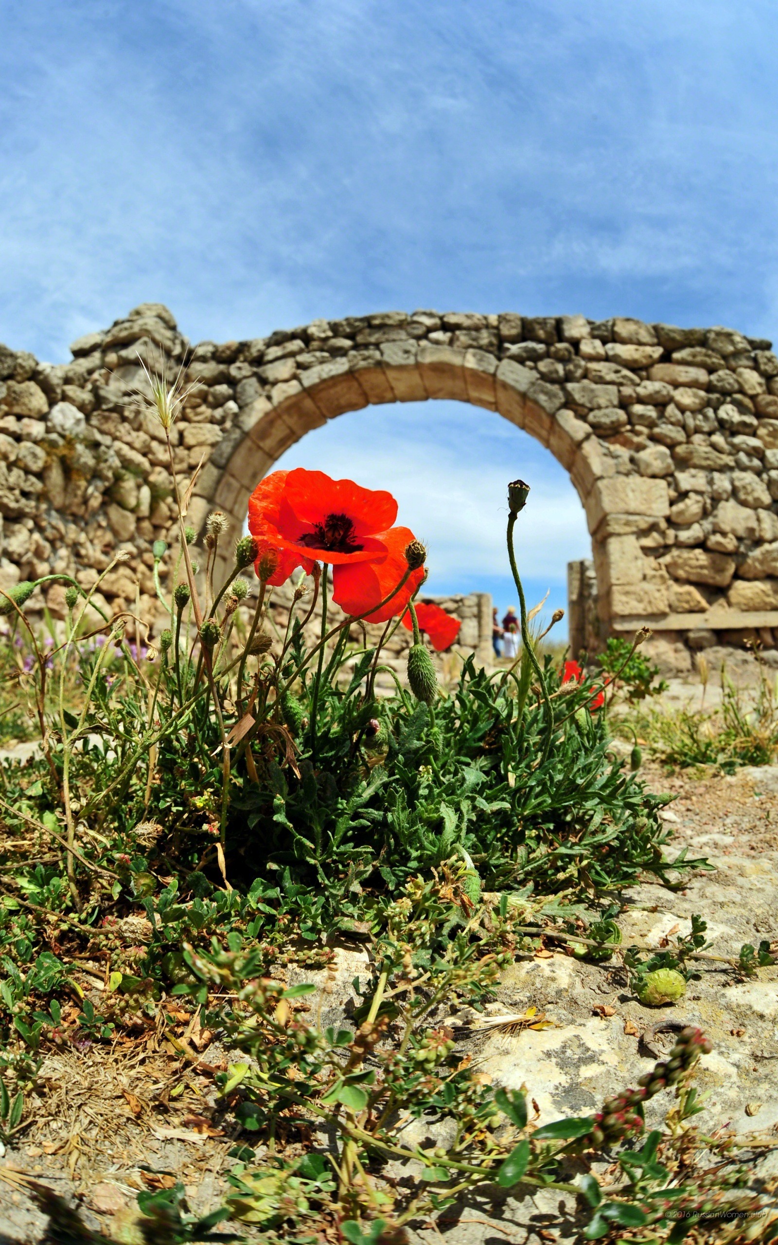 Arco in pietra, Papaveri, Rovine, Cielo azzurro, QHD+, sfondo per cellulare