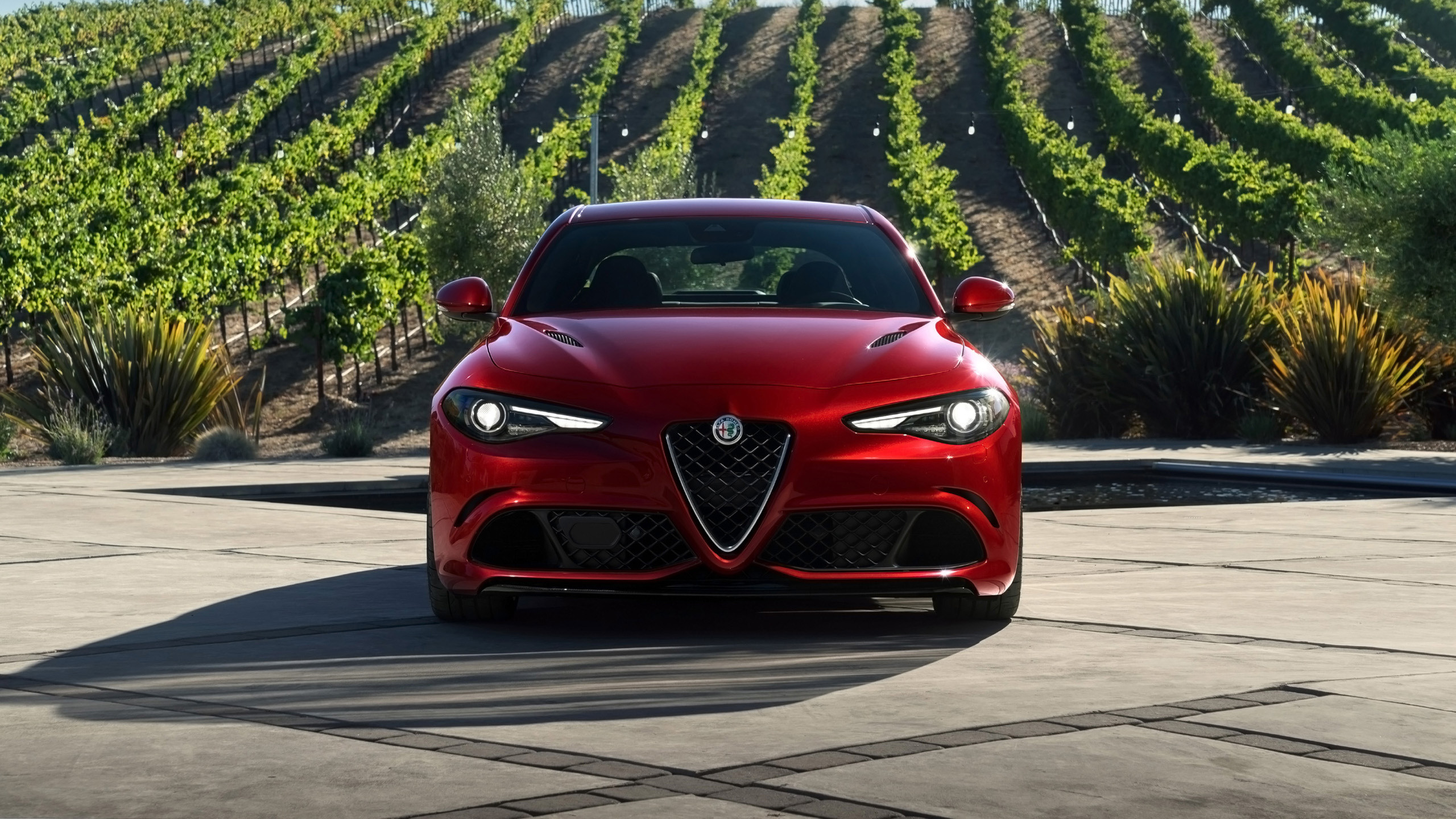 Alfa Romeo Giulia Quadrifoglio, Rosso, Vigneto, 2560x1440, sfondo per PC