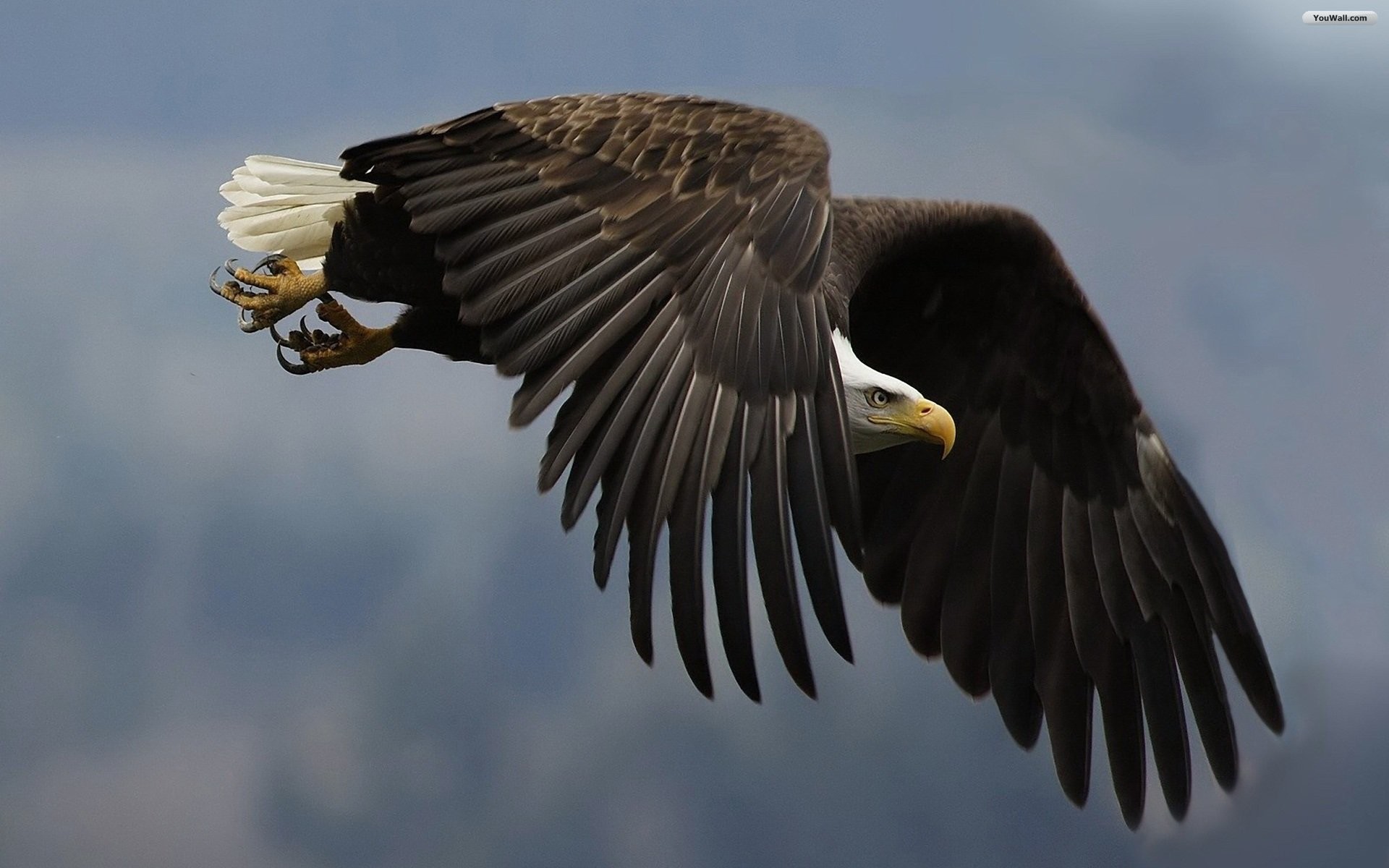 Aquila calva, In volo, Artigli, 1920x1200, sfondo per PC