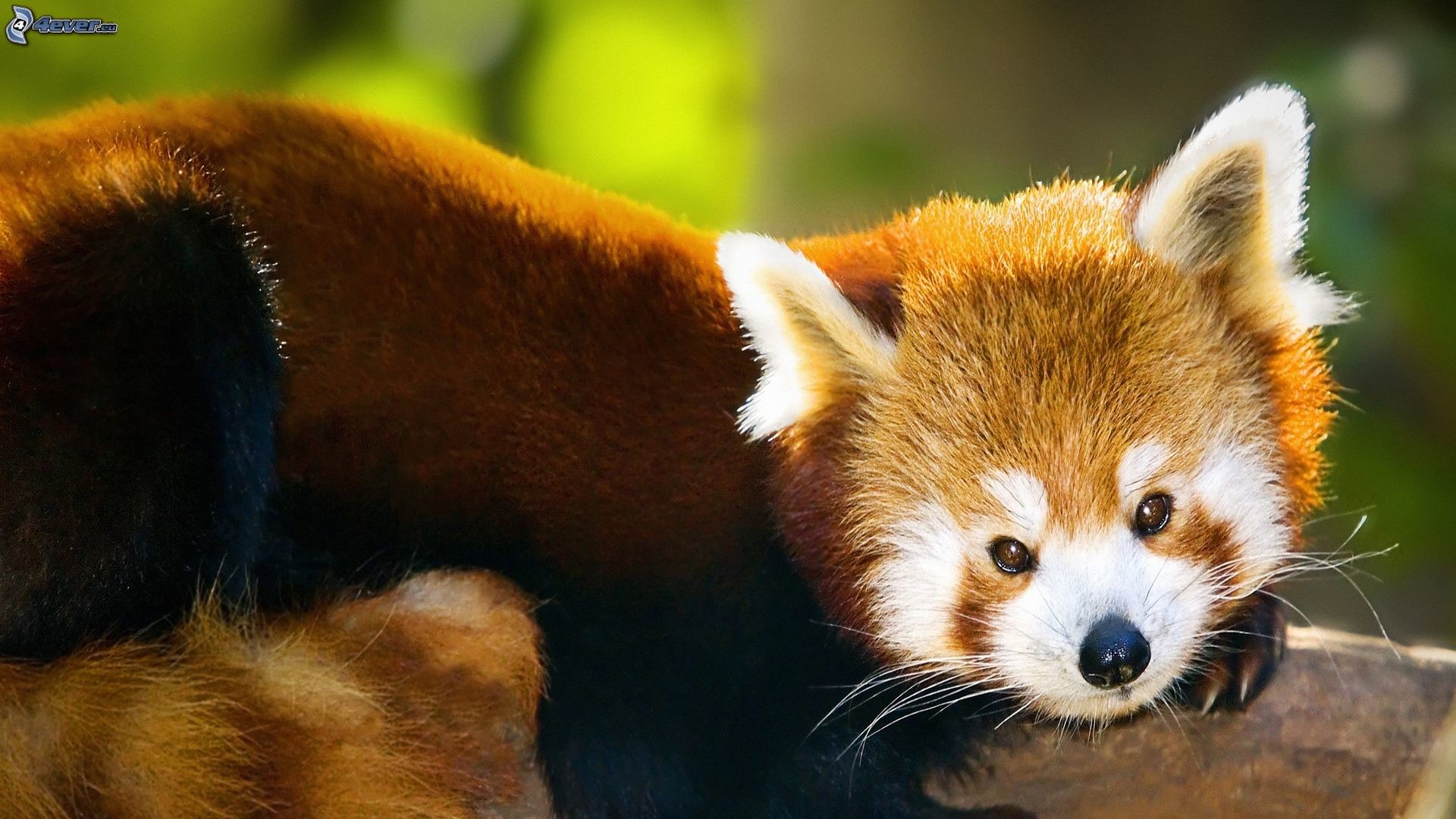 Panda rosso, Primo piano, Ramo, 16:9 Full HD, sfondo widescreen