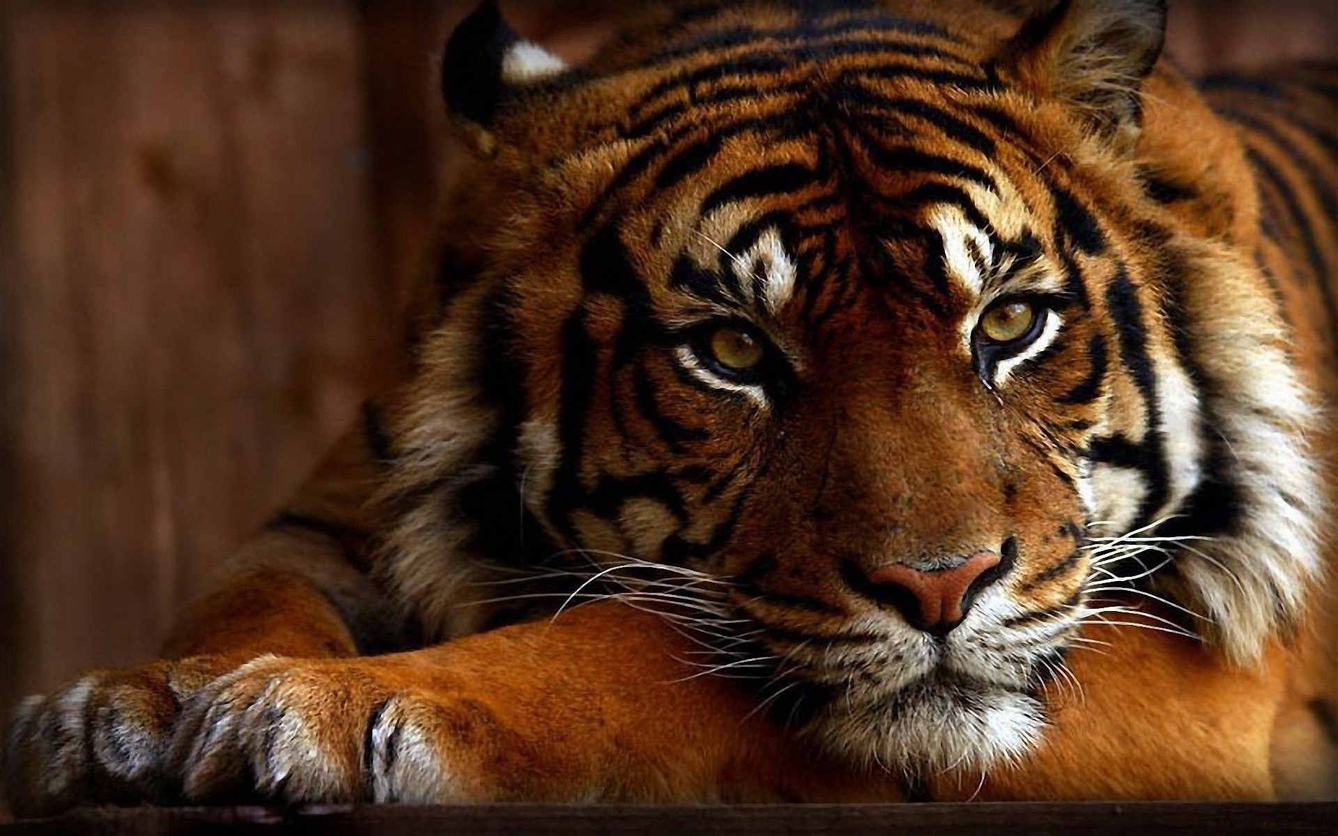 Tigre, Sguardo, Primo piano, Felino, 16:10 Full HD, sfondo widescreen