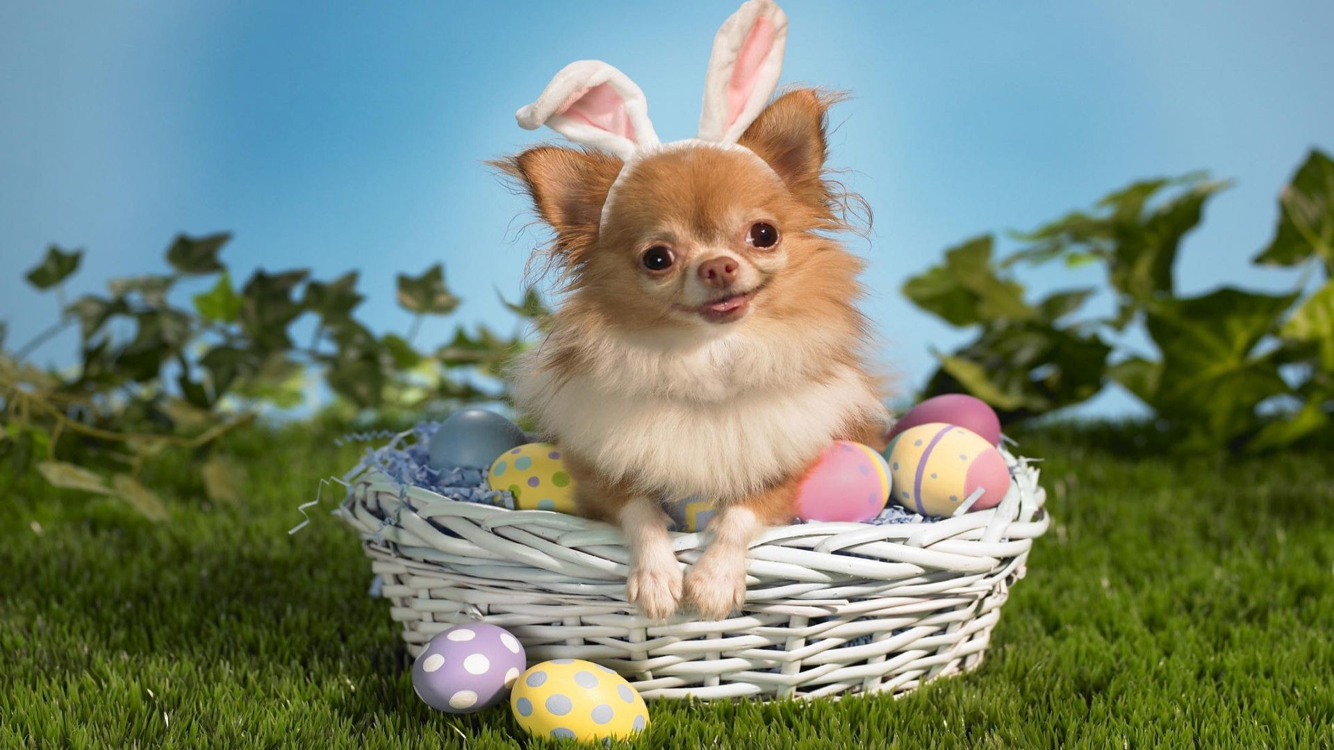 Chihuahua, Orecchie da coniglio, Uova di Pasqua, Cestino, Pasqua, sfondo 16:9 Full HD