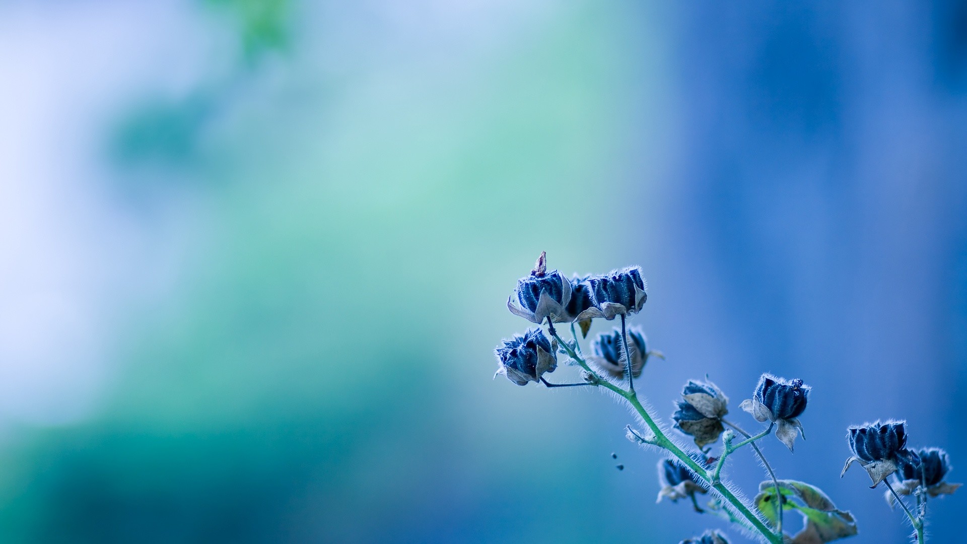 Fiori blu, Sfocato, Turchese, Full HD, wallpaper per desktop