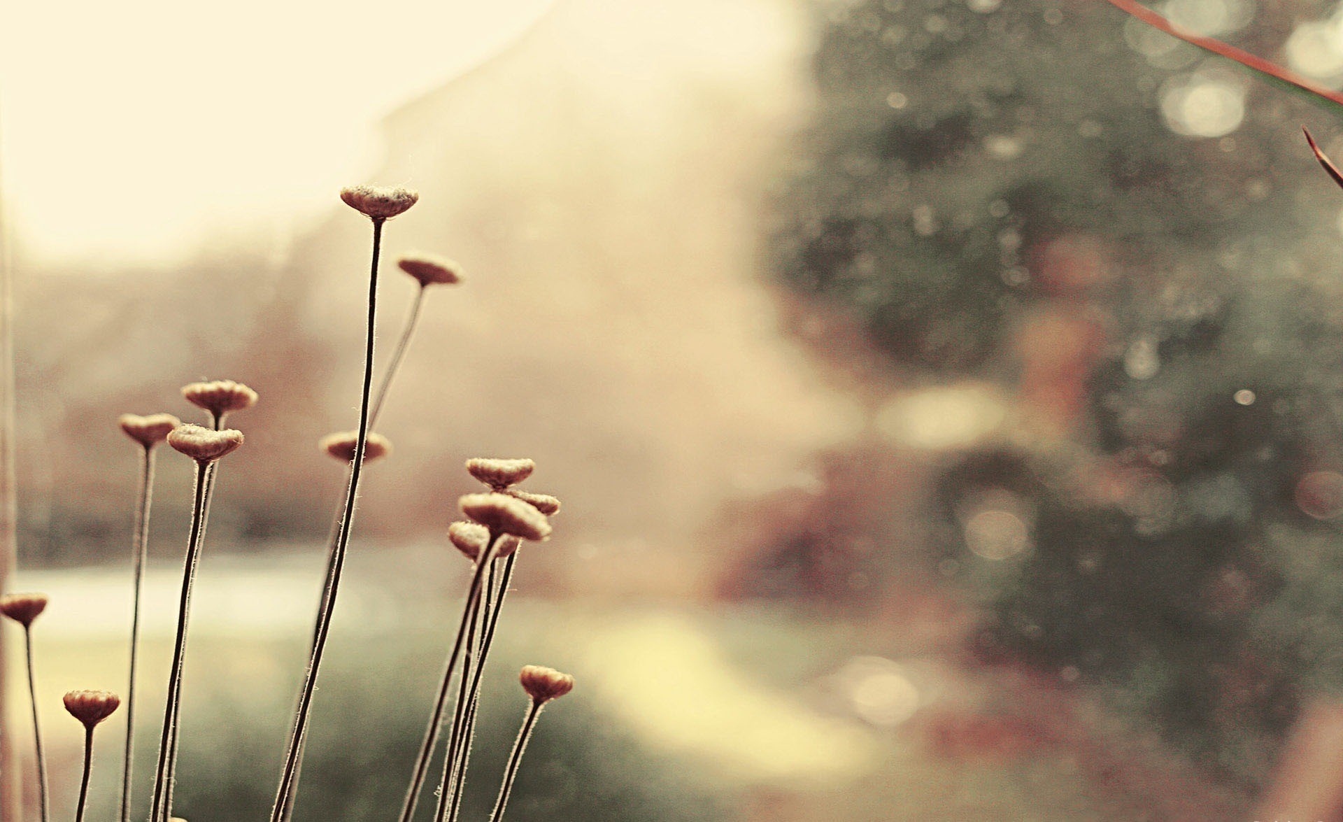 Fiori secchi, Sfocato, Colori tenui, Vintage, Full HD, wallpaper per computer