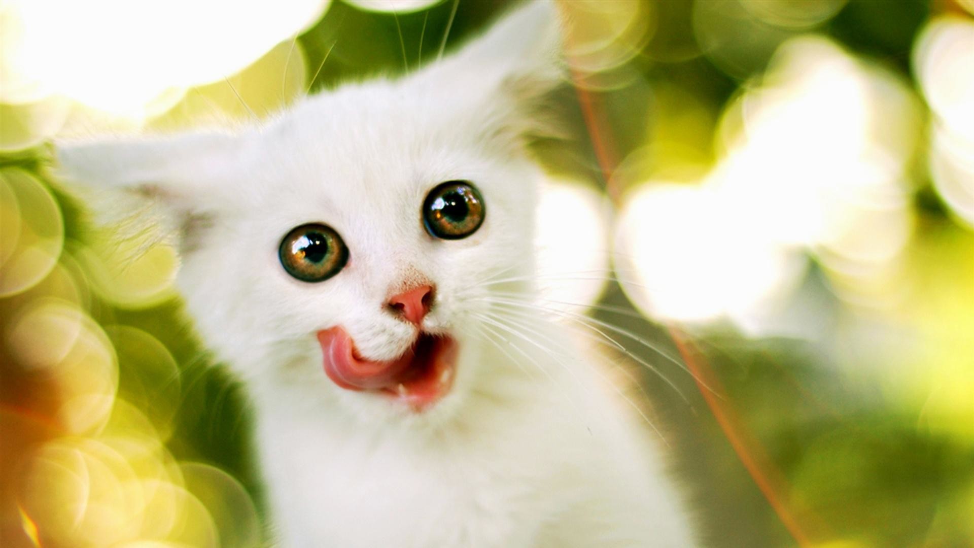 Gattino bianco, Lingua fuori, Bokeh, Buffo, Full HD 1080p, sfondo desktop