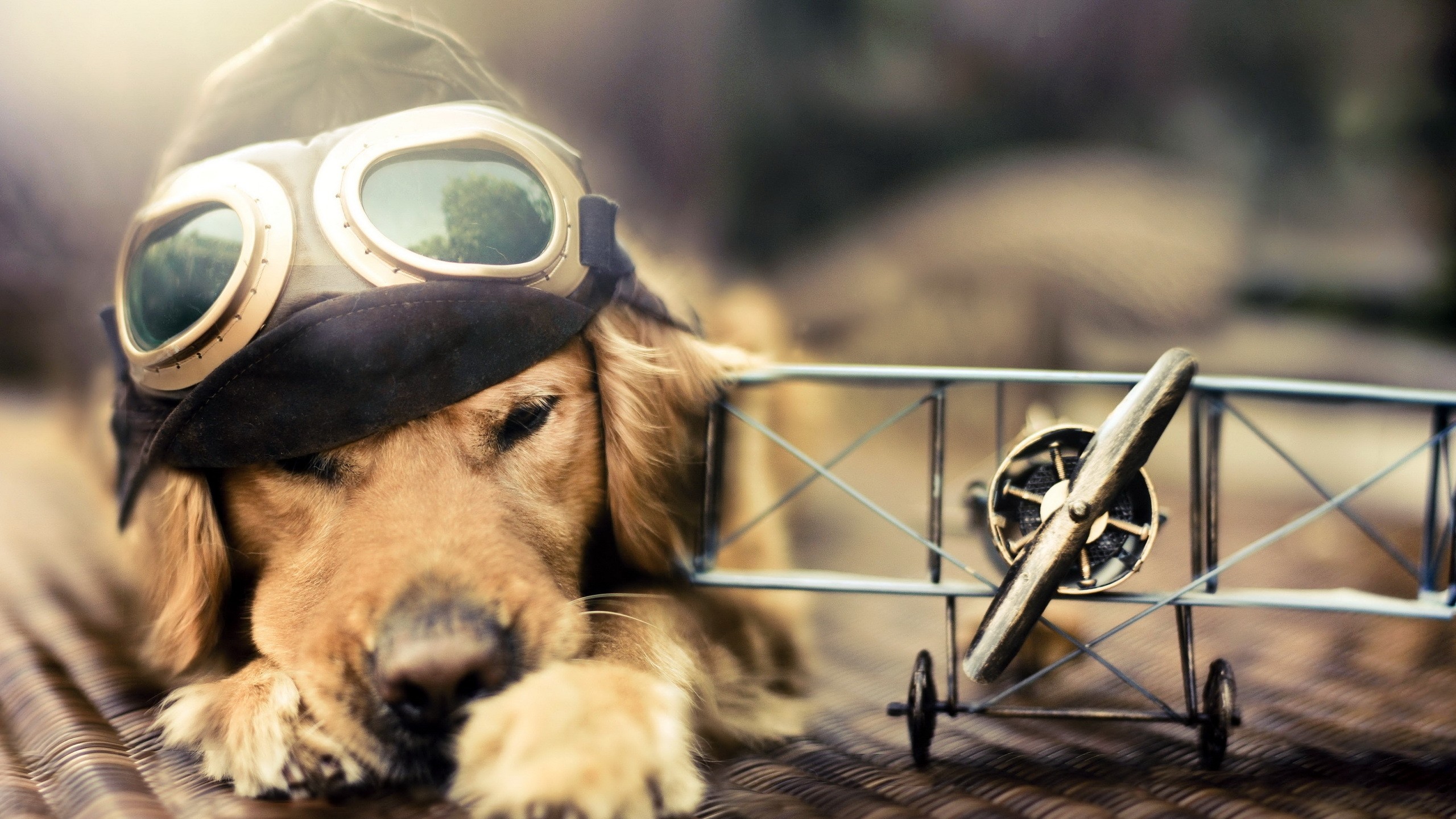 Golden Retriever, Occhialoni da aviatore, Aeroplanino, Divertente, sfondo per portatile