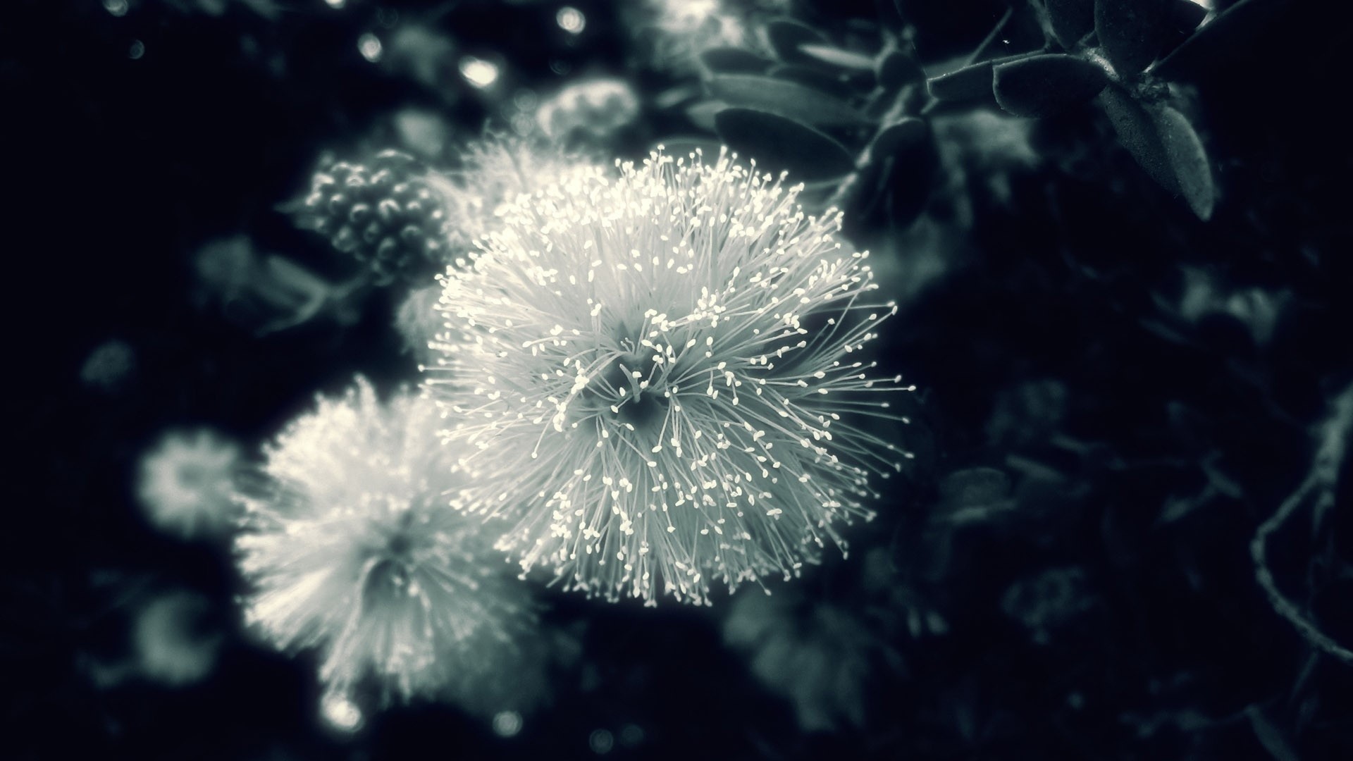 Fiori bianchi, Bianco e nero, Macro, sfondo desktop