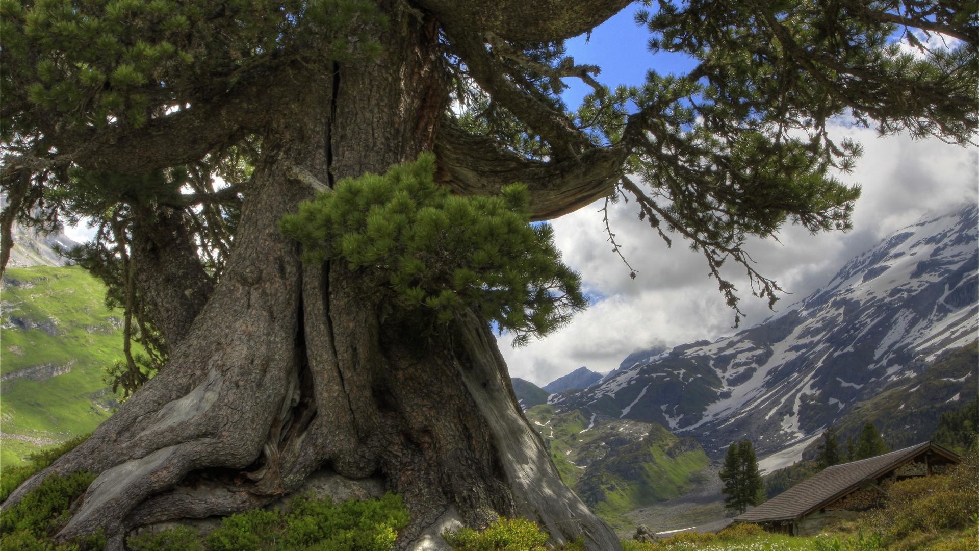 Pino cembro, Tronco, Alpi, Montagne, Full HD, sfondo per portatile