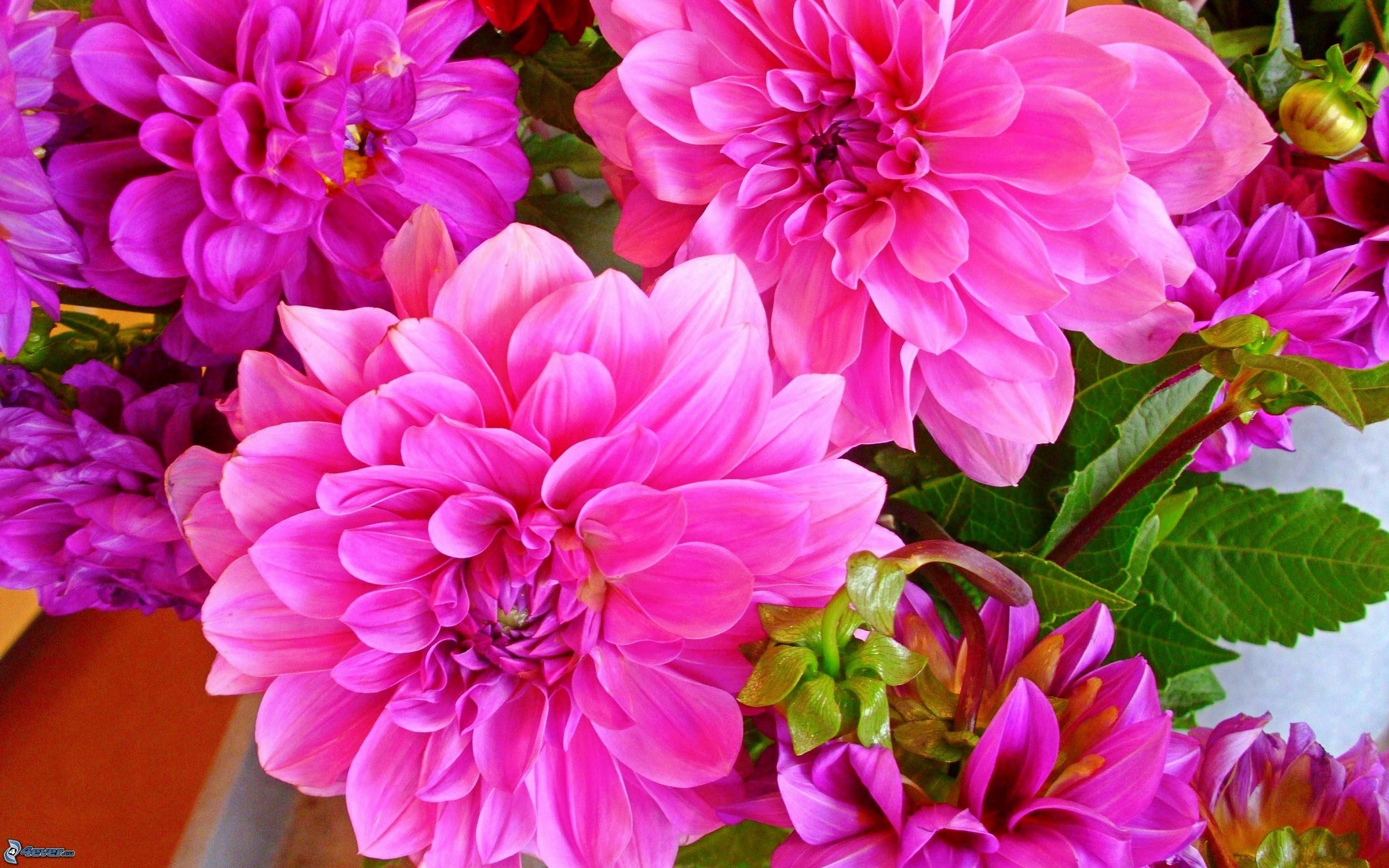 Dalie, Fiori rosa, Bouquet, Fucsia, 16:10 2K, sfondo widescreen