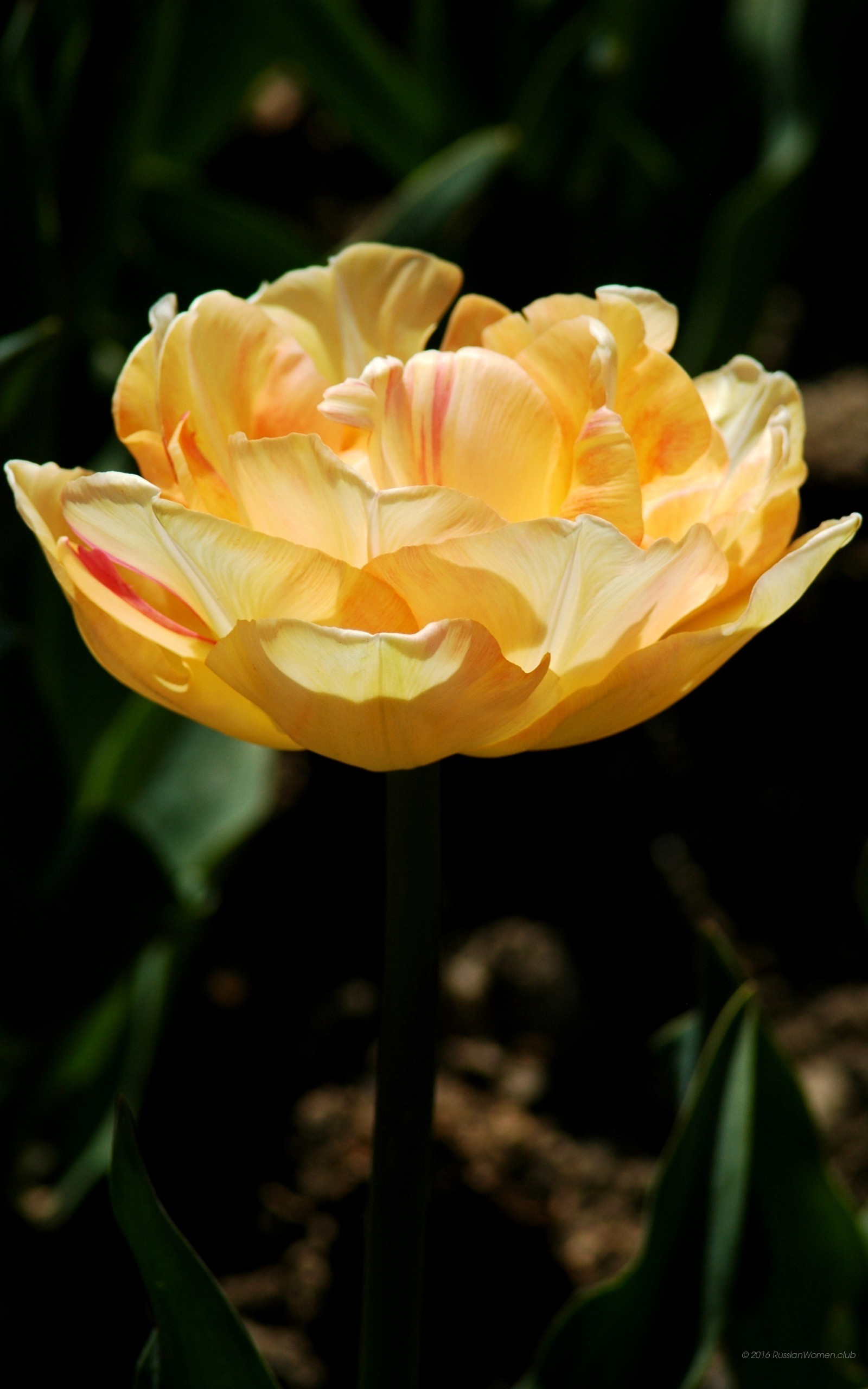 Tulipano, Fiore giallo, Sfondo scuro, QHD+, wallpaper per smartphone