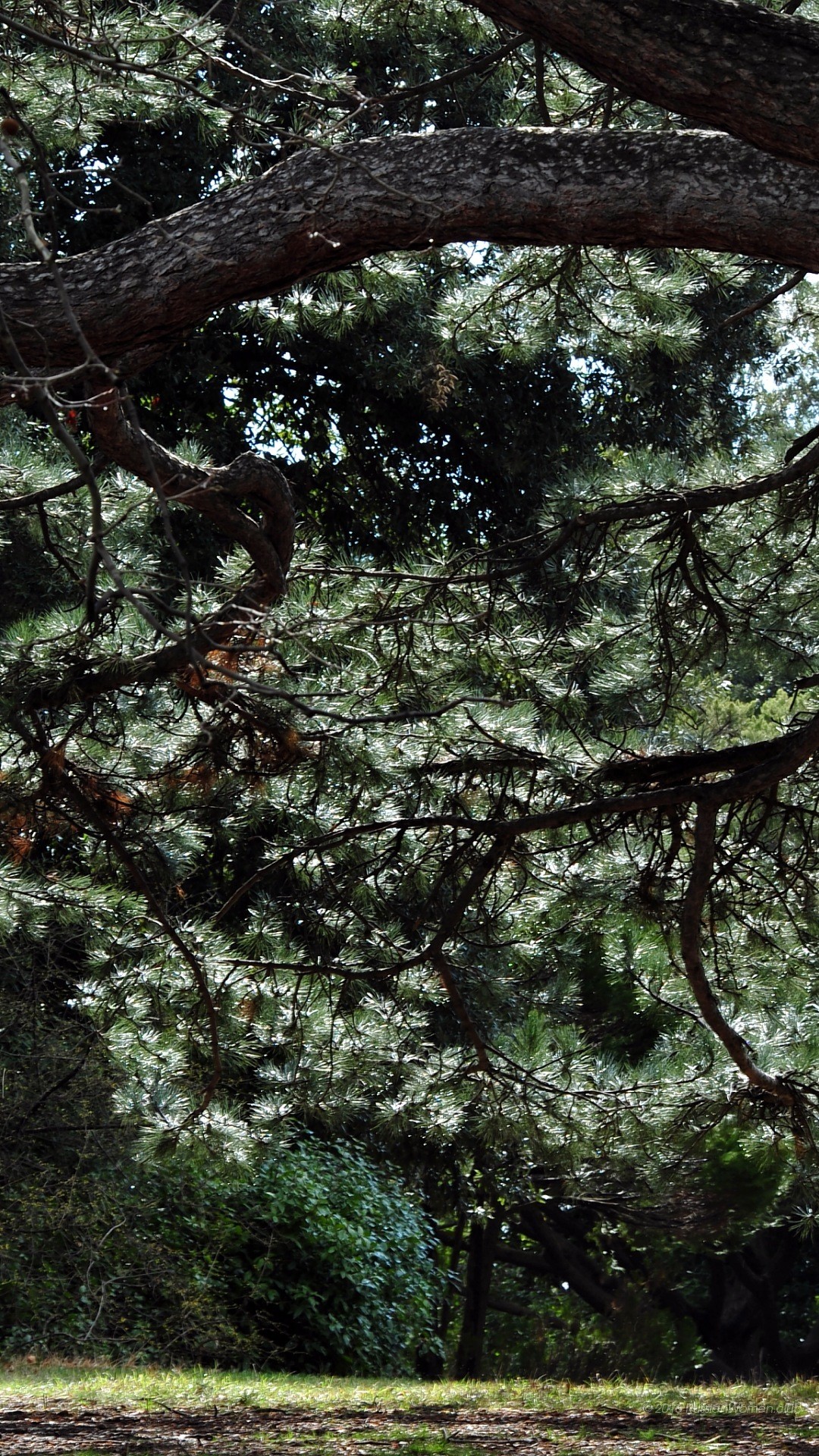 Pino, Rami, Foresta, Verde, Full HD, sfondo per iPhone e Android